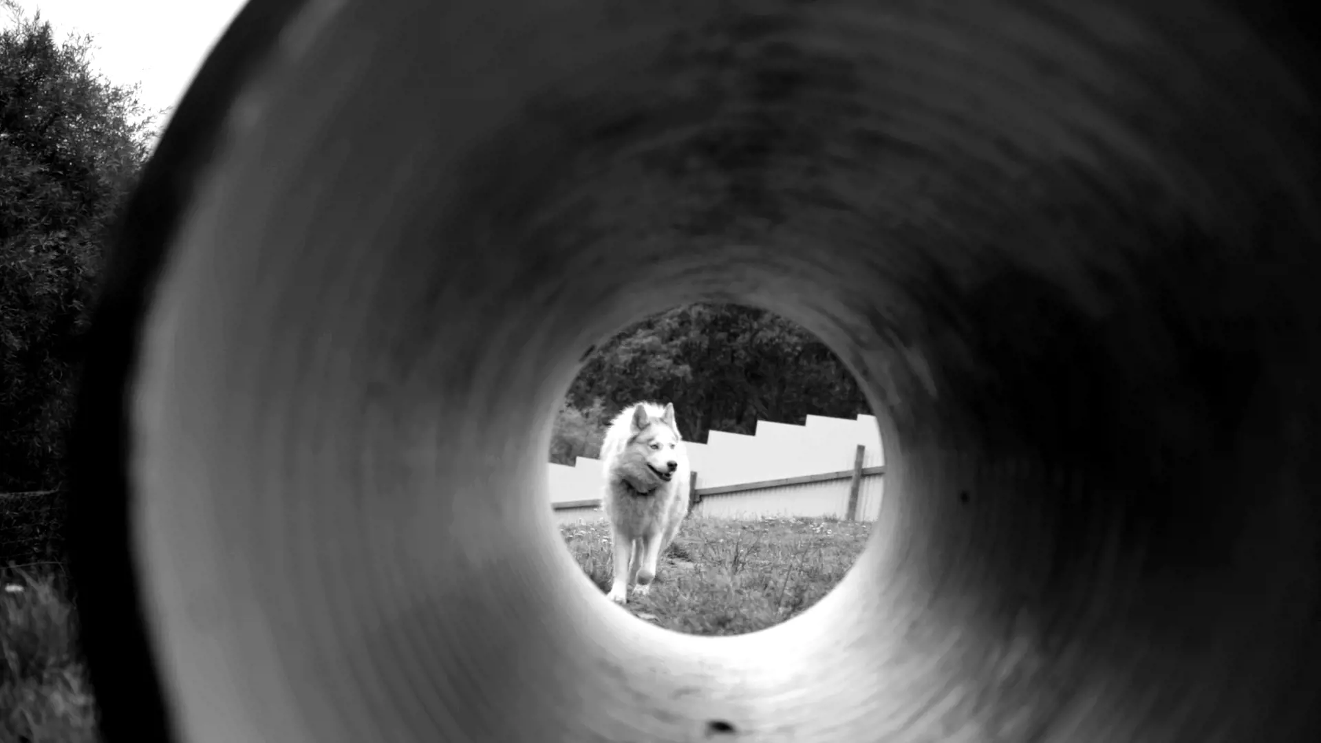 A large white husky stands in a yard at the end of the opening to a large concrete pipe.