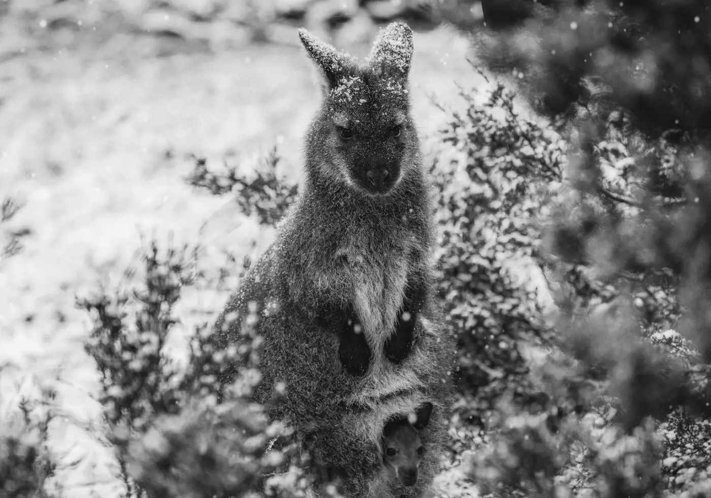 Wallaby resting among bushes whilst getting lightly snowed on.