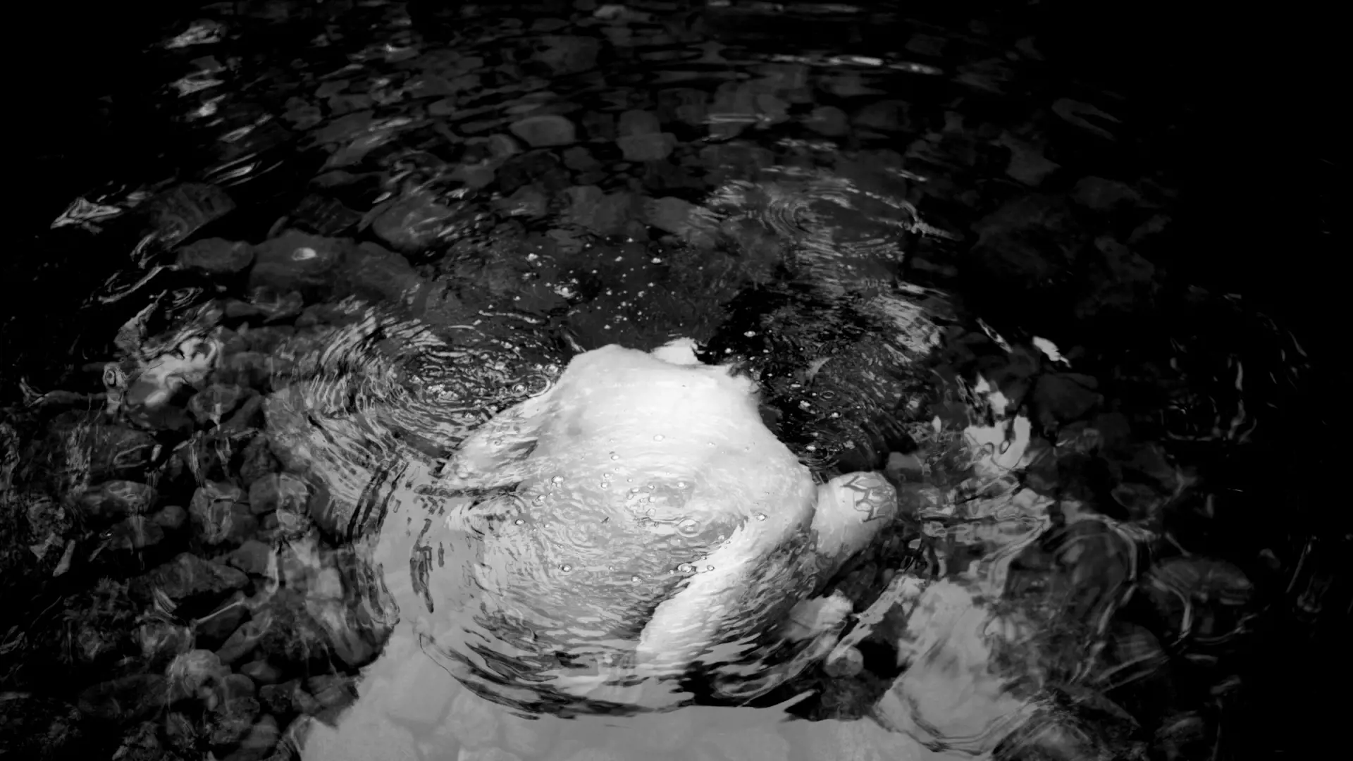 A man stits under the surface of clear water in a still, rocky stream.