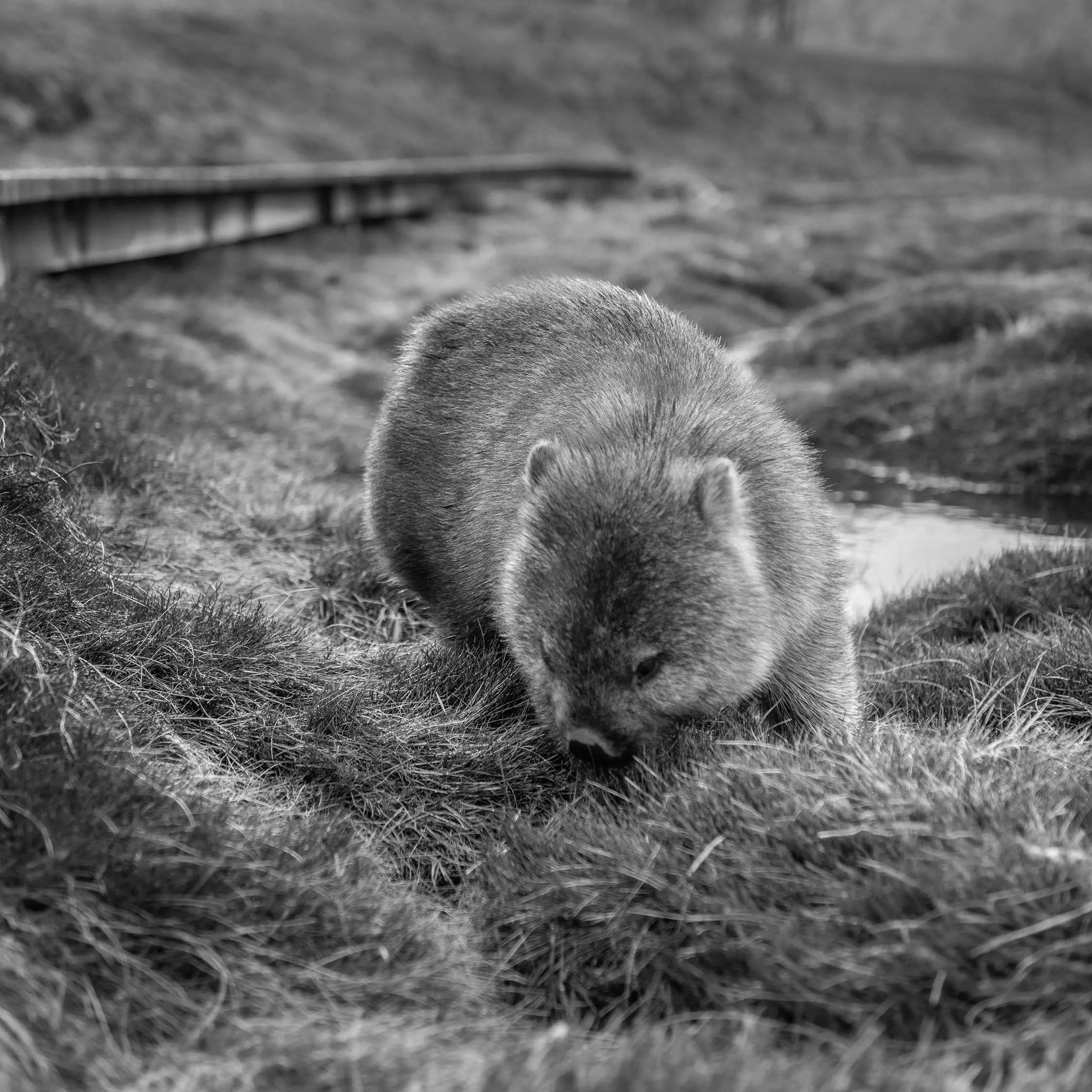 A wombat stands below a wooden walkway and grazes on grass.
