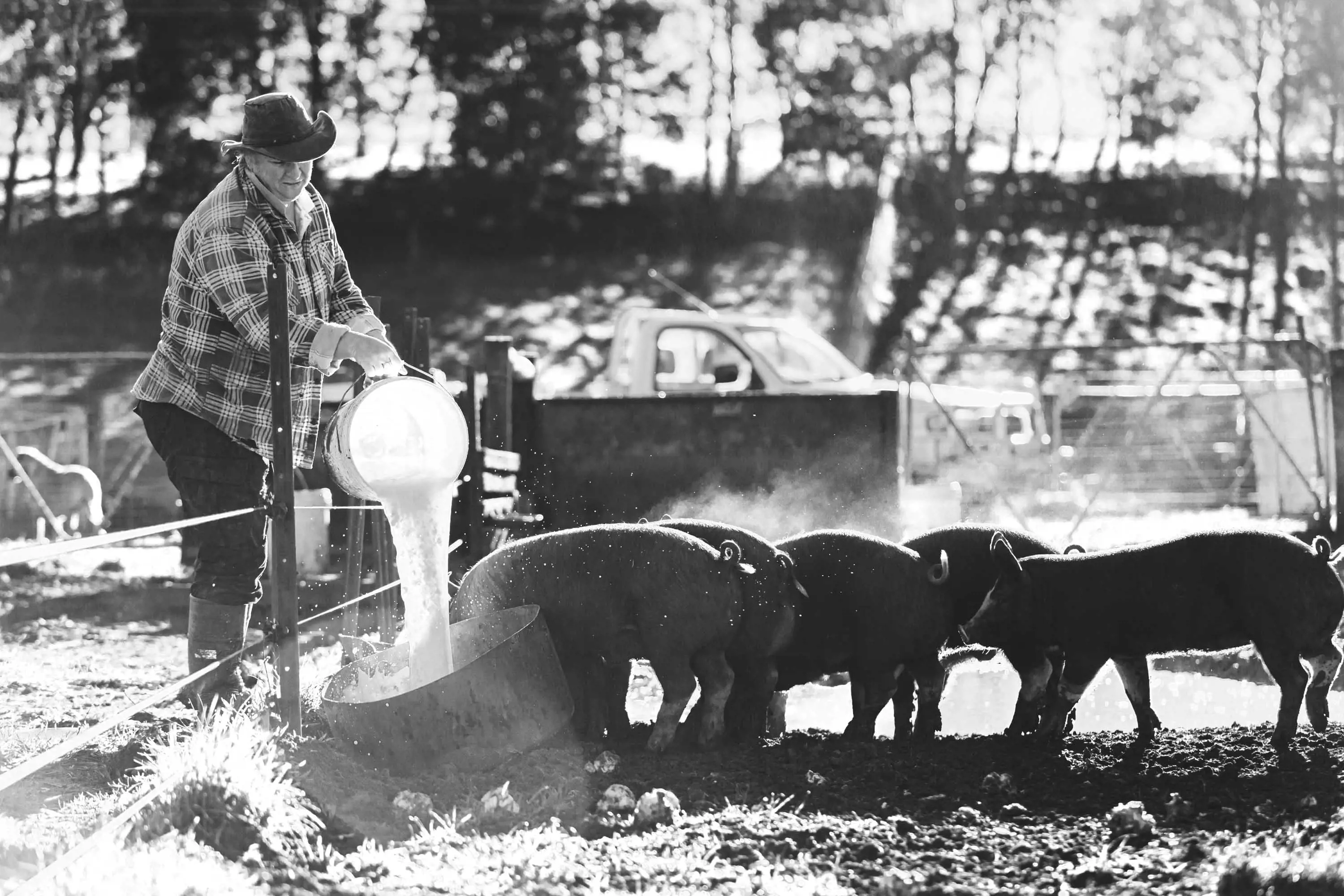 A farmer pours food into a large metal drum in a enclosure holding 5 large pigs. 