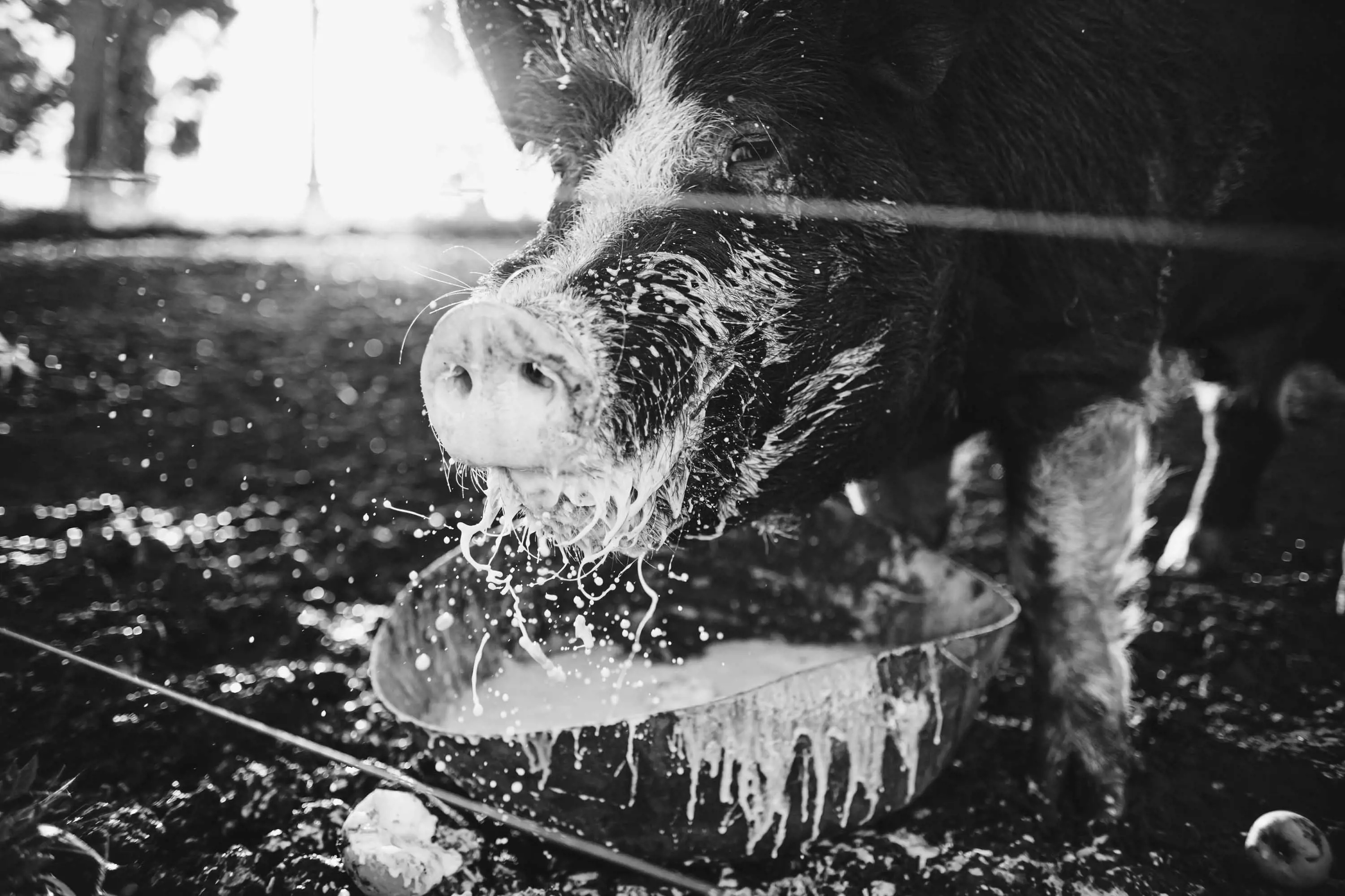 A large hairy pig enjoys food form a small bowl.