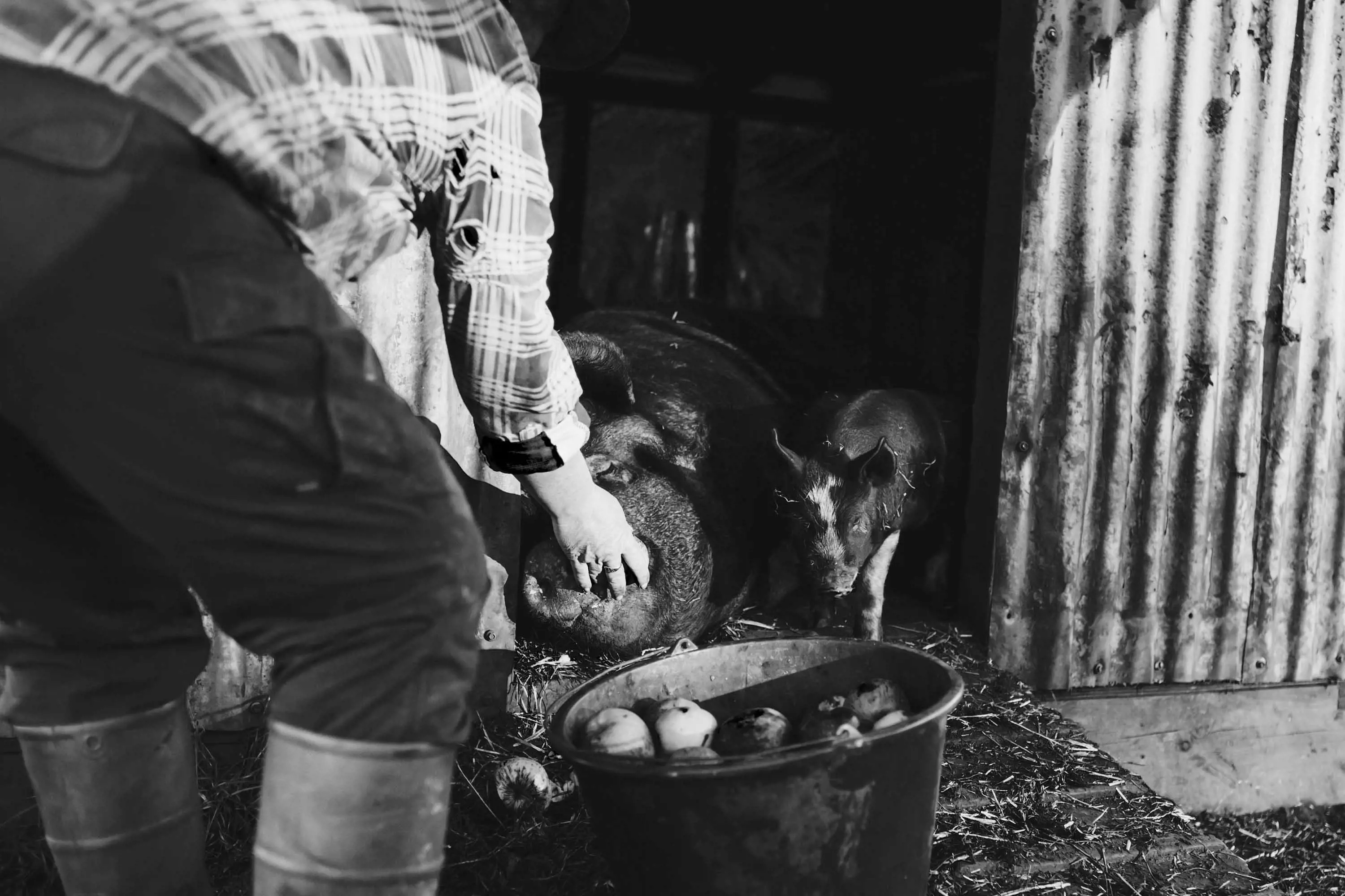 A famer feeds small pigs with apples from a black plastic bucket.