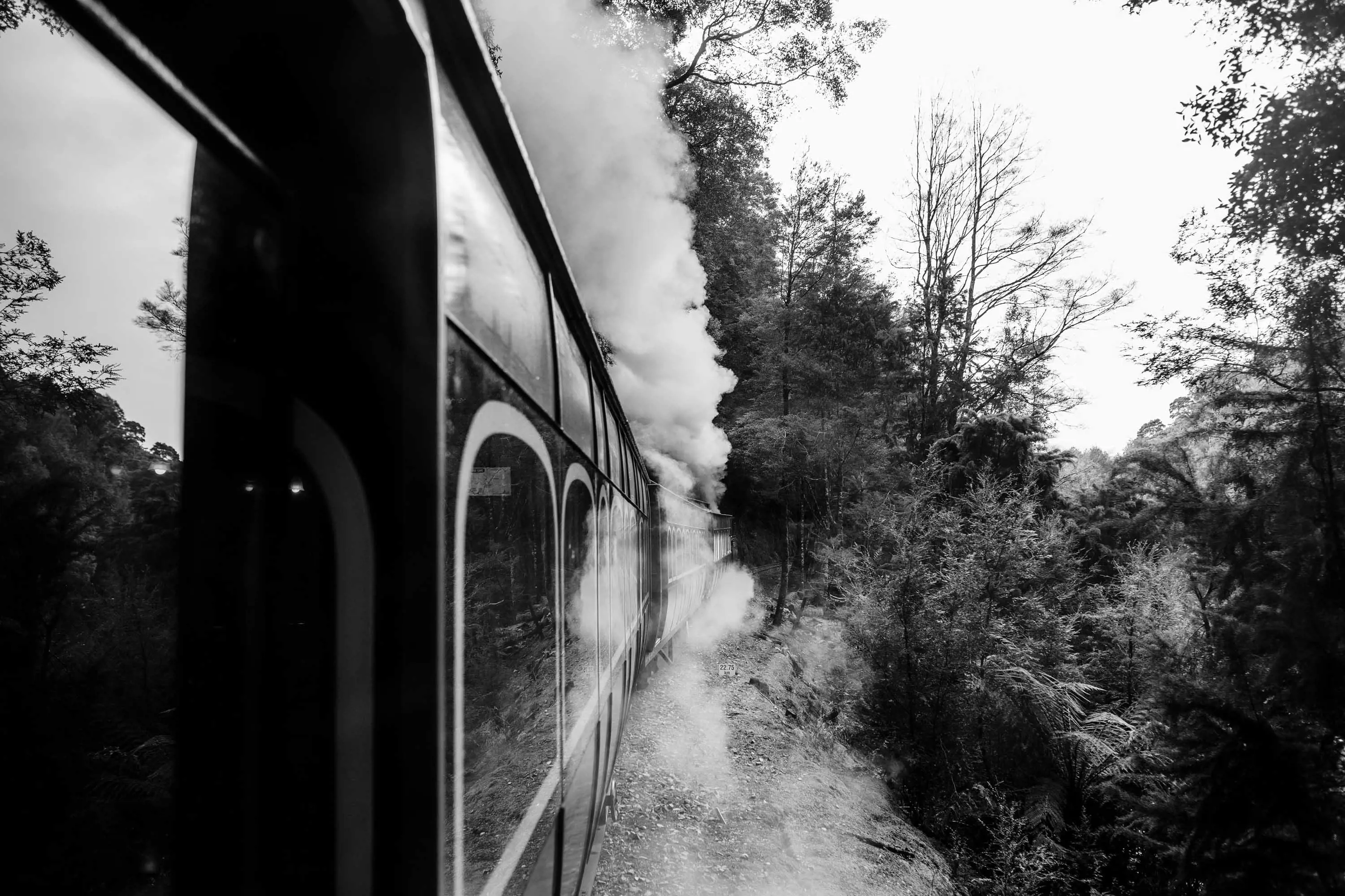 A line of passenger carriages turns gently around a bend through thick forest. 