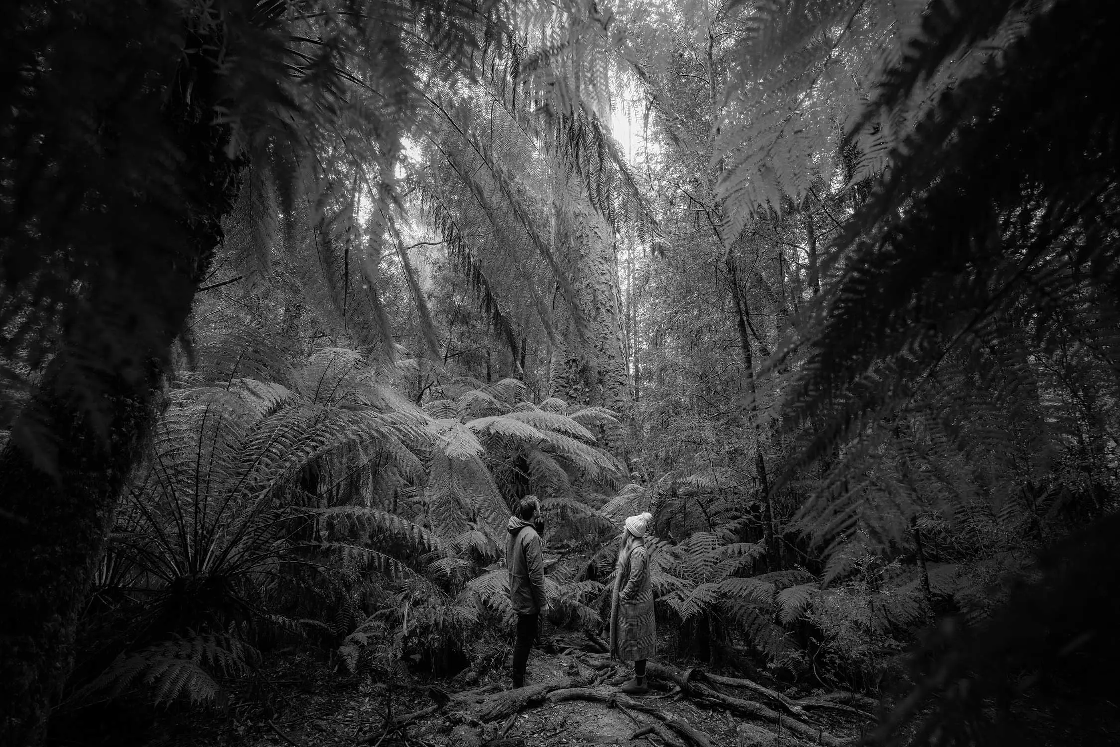 A man and woman stand amongst twisting tree roots as they look up at the forest around them, surrounded by huge trees and hanging fern leaves.