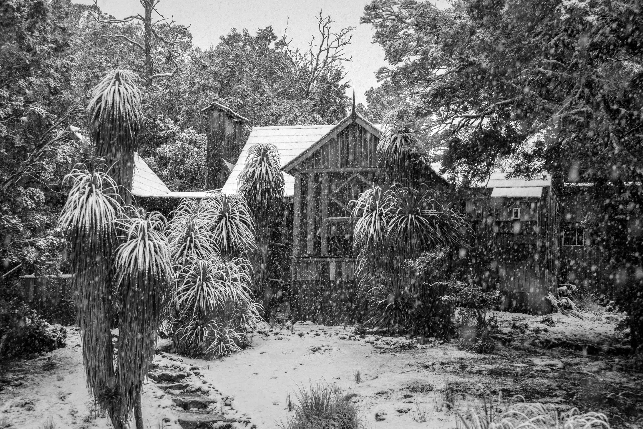 A black and white image of a wooden chalet tucked in between by trees and snow covered native grasses. Soft snow falls from the sky and there is a path of steps leading to the side of the house.
