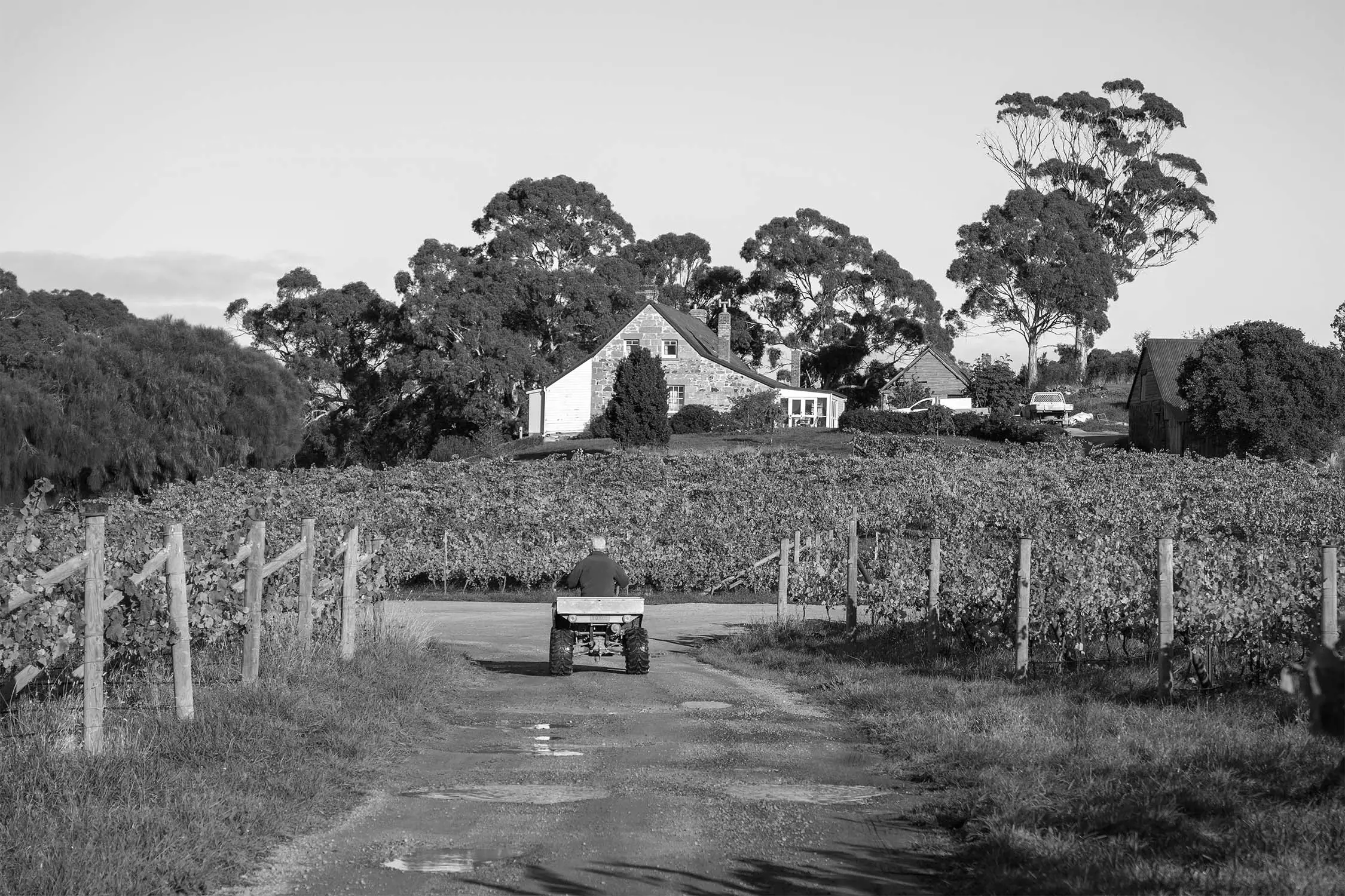 A man riding a small tractor down a dirt path towards a vineyard with a stone house and trees in the background, captured in black and white.