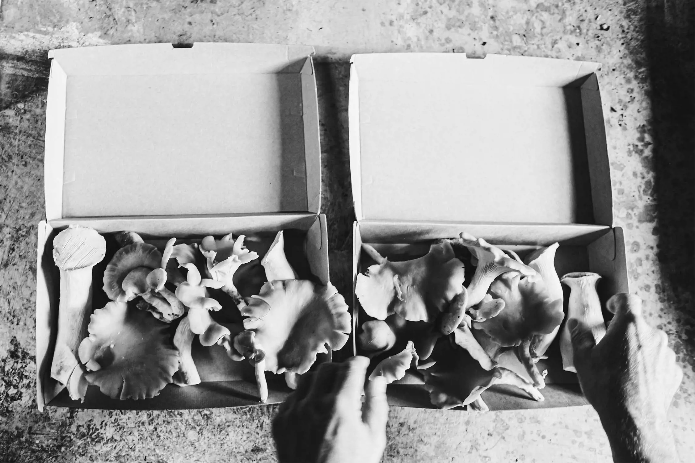 Two boxes filled with various mushrooms on a textured surface, with hands reaching into one of the boxes, captured in black and white.