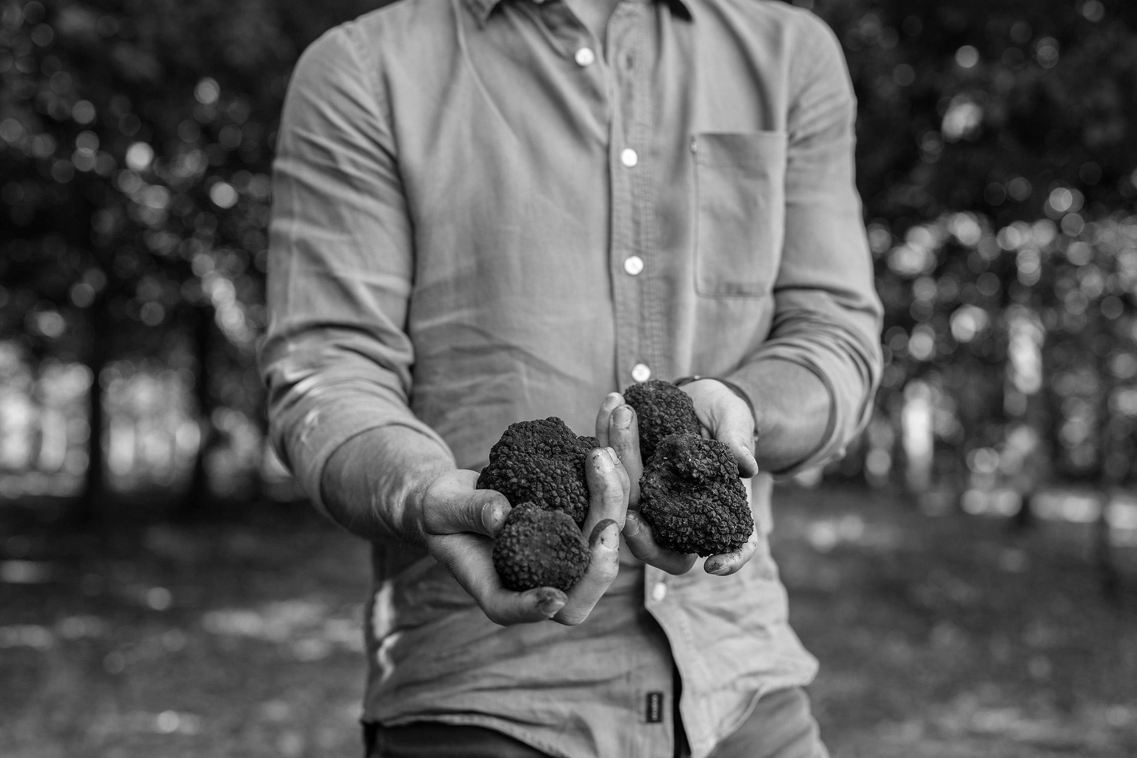 A man holding out two handfuls of huge black truffles, set against the background of sunlit trees.