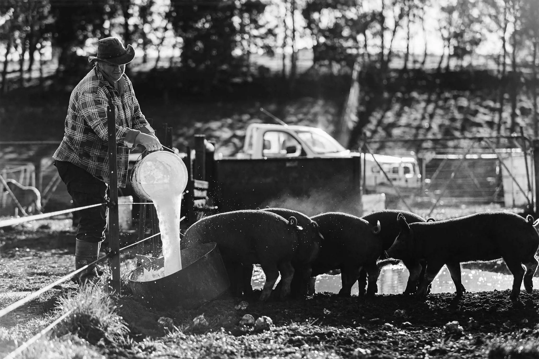 A farmer in a plaid shirt and hat is pouring water from a bucket into a trough, while several pigs feed nearby in a sunny rural setting, captured in black and white.