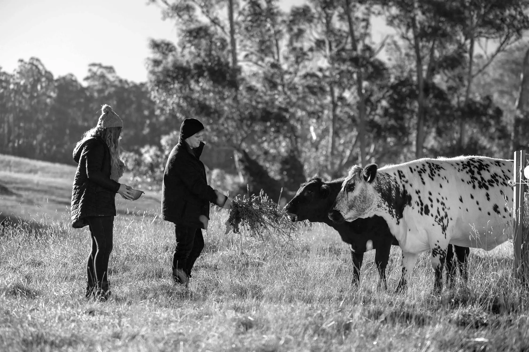 Two people feeding cows in a grassy field with trees in the background, engaging with the animals while dressed warmly, captured in black and white.