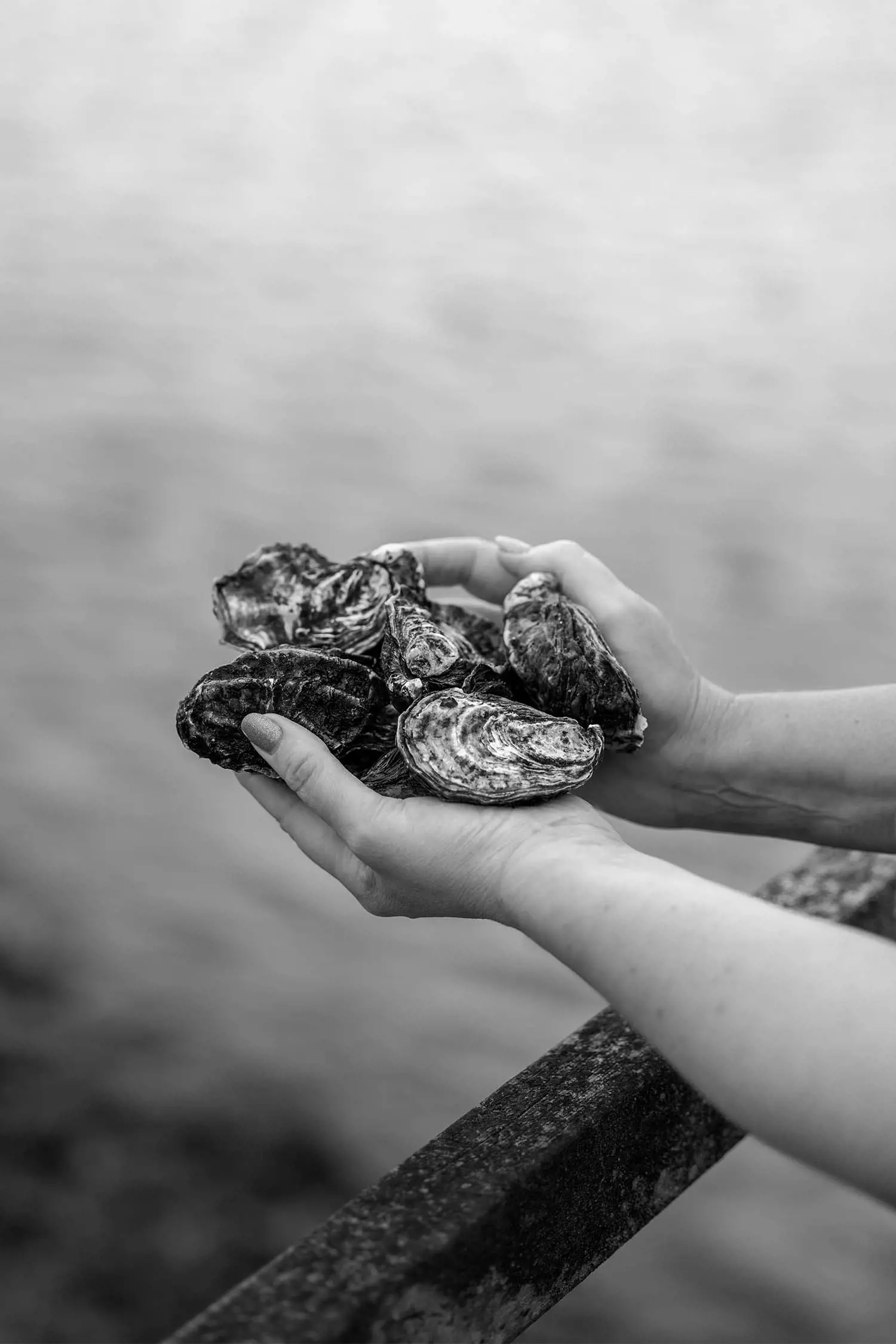 A pair of hands holding a collection of oysters, displaying their textured shells against a blurred water backdrop, captured in black and white.