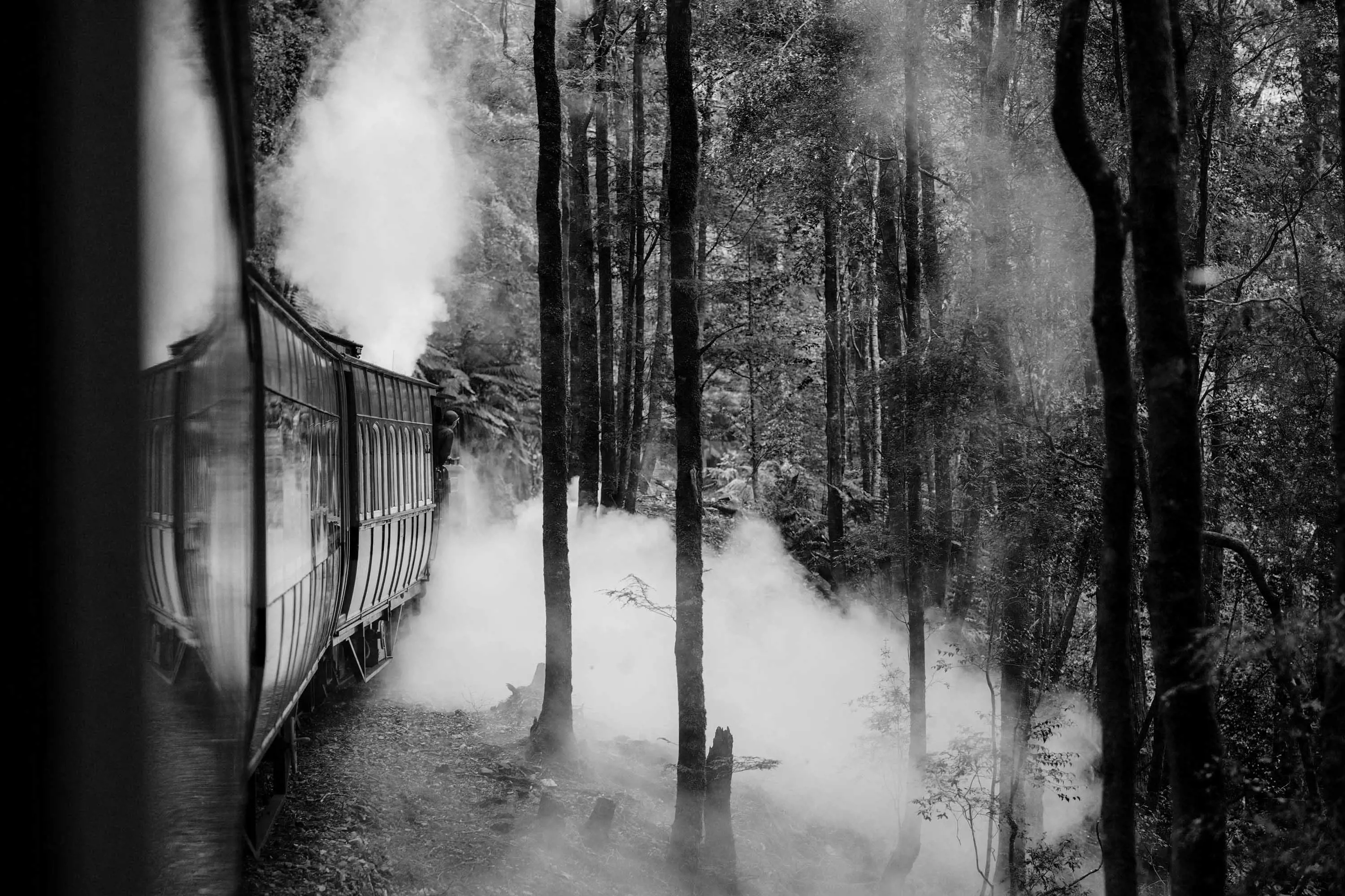 Several train carriages turn gently through a bend between tall, thin trees in a dense forest, while steam from the train drifts through the undergrowth.