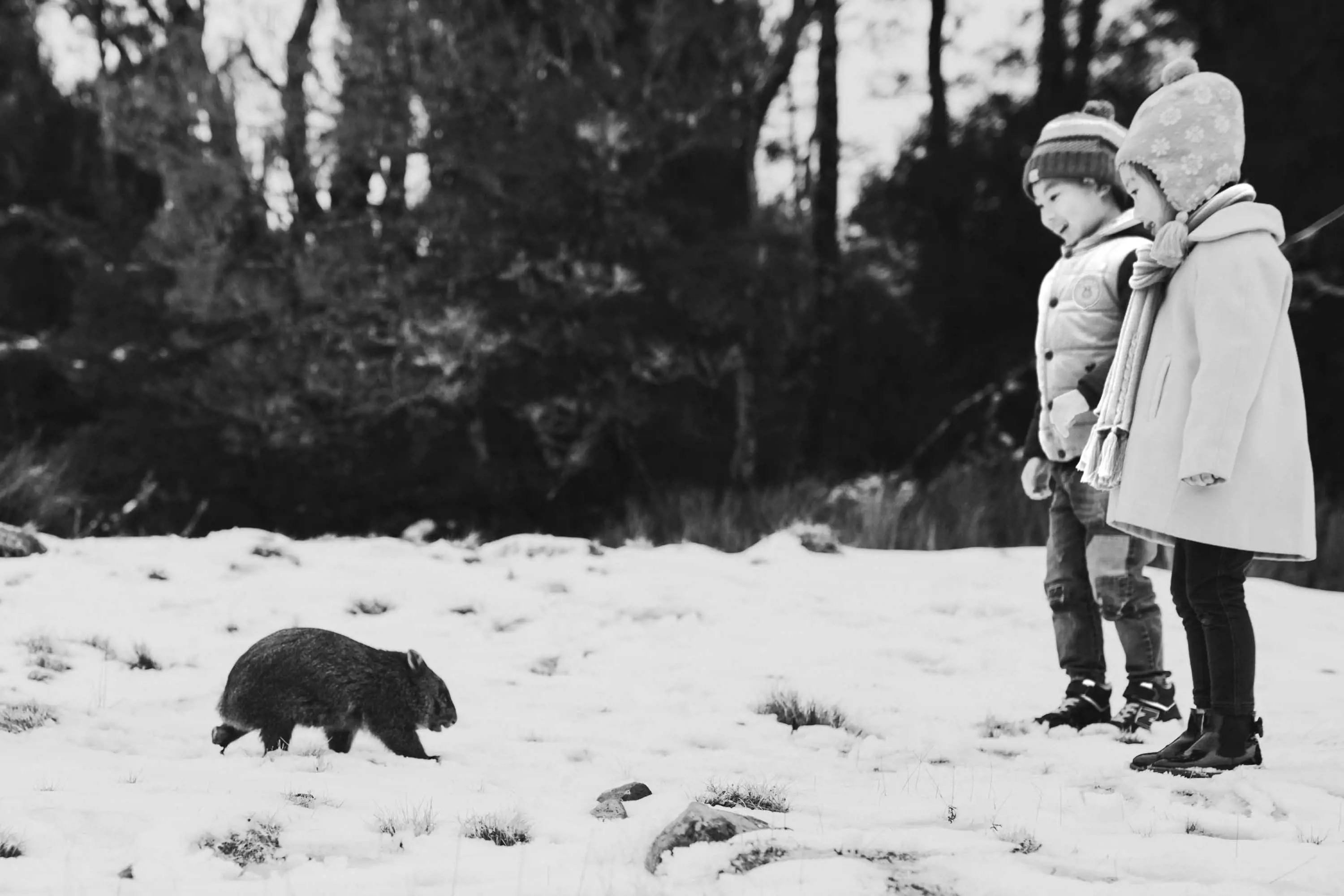 Two small children wearing heavy winter jackets stand in snow and look at a small wombat trotting towards them.