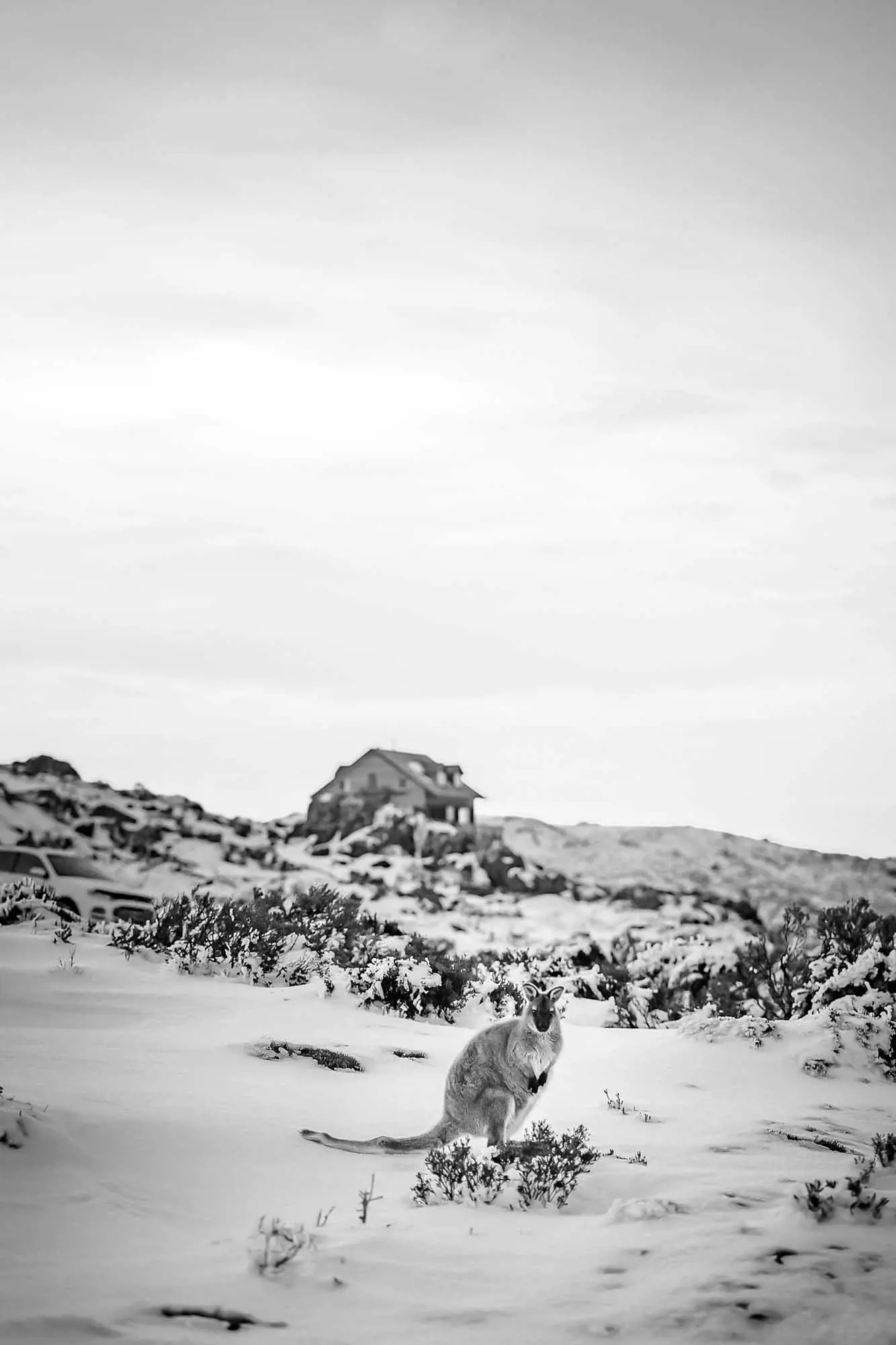 A small light-furred wallaby stands on a slopping hill covered in snow. 