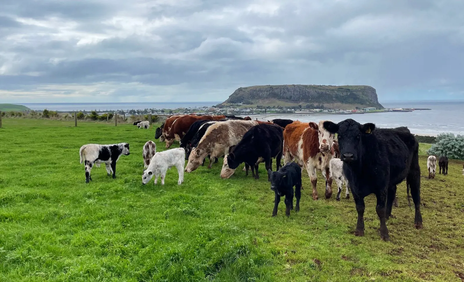 A herd of cows and calves grazing on green grass with the coastal town of Stanley and the large plateau mountain of the Nut in the background under a cloudy sky.