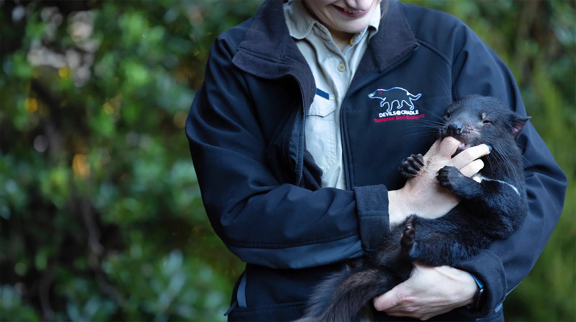 A person wearing a "Devils @ Cradle" jacket holding a Tasmanian devil joey, that is sucking on their fingers.