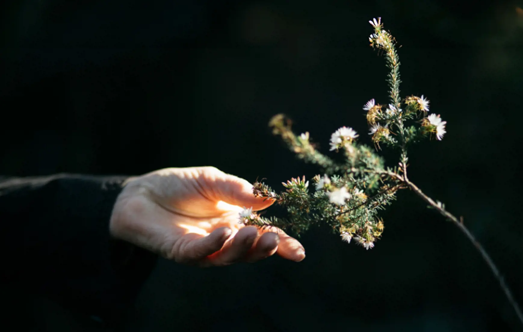 A hand, gently holding a branch of a small flowering plant with white blossoms, against a dark background.
