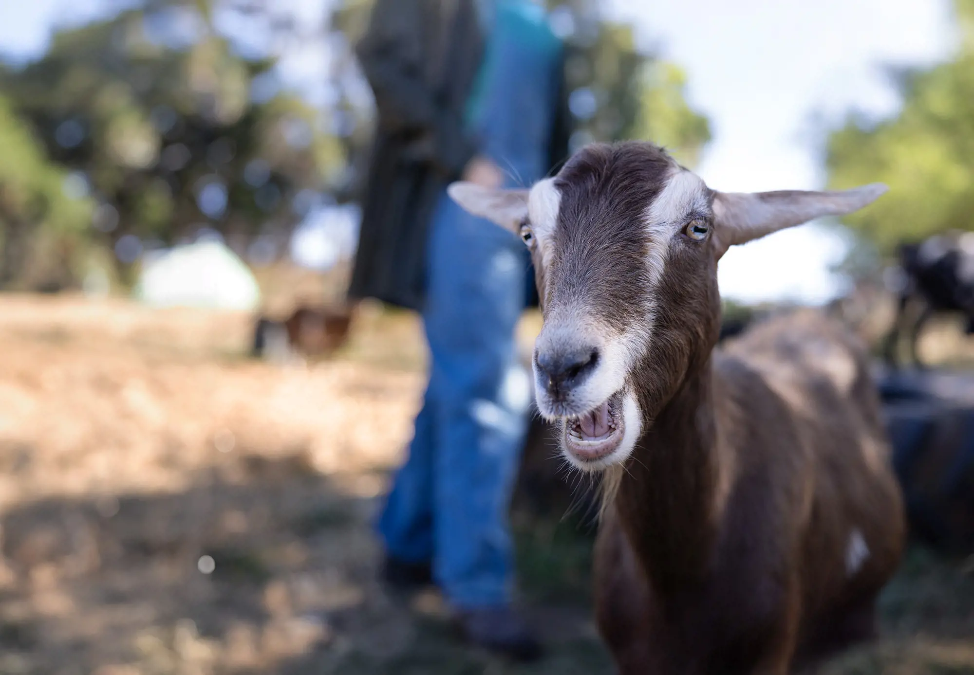 A brown and white goat looking toward the camera with its mouth open, mid-chew. A person stands out of focus in the farmyard background.