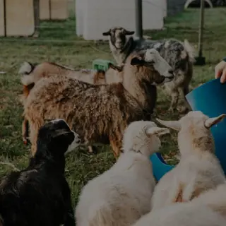 Hideaway Farmlet