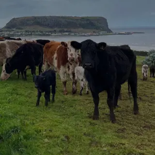 A herd of cows and calves grazing on green grass with the coastal town of Stanley and the large plateau mountain of the Nut in the background under a cloudy sky.