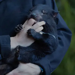 A person wearing a "Devils @ Cradle" jacket holding a Tasmanian devil joey, that is sucking on their fingers.