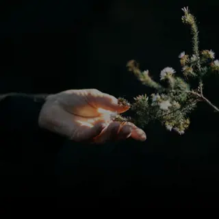 A hand, gently holding a branch of a small flowering plant with white blossoms, against a dark background.