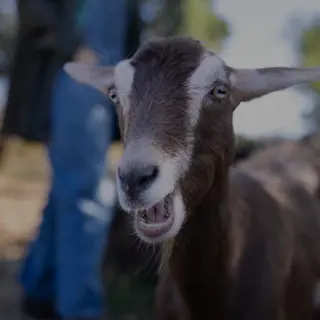 A brown and white goat looking toward the camera with its mouth open, mid-chew. A person stands out of focus in the farmyard background.