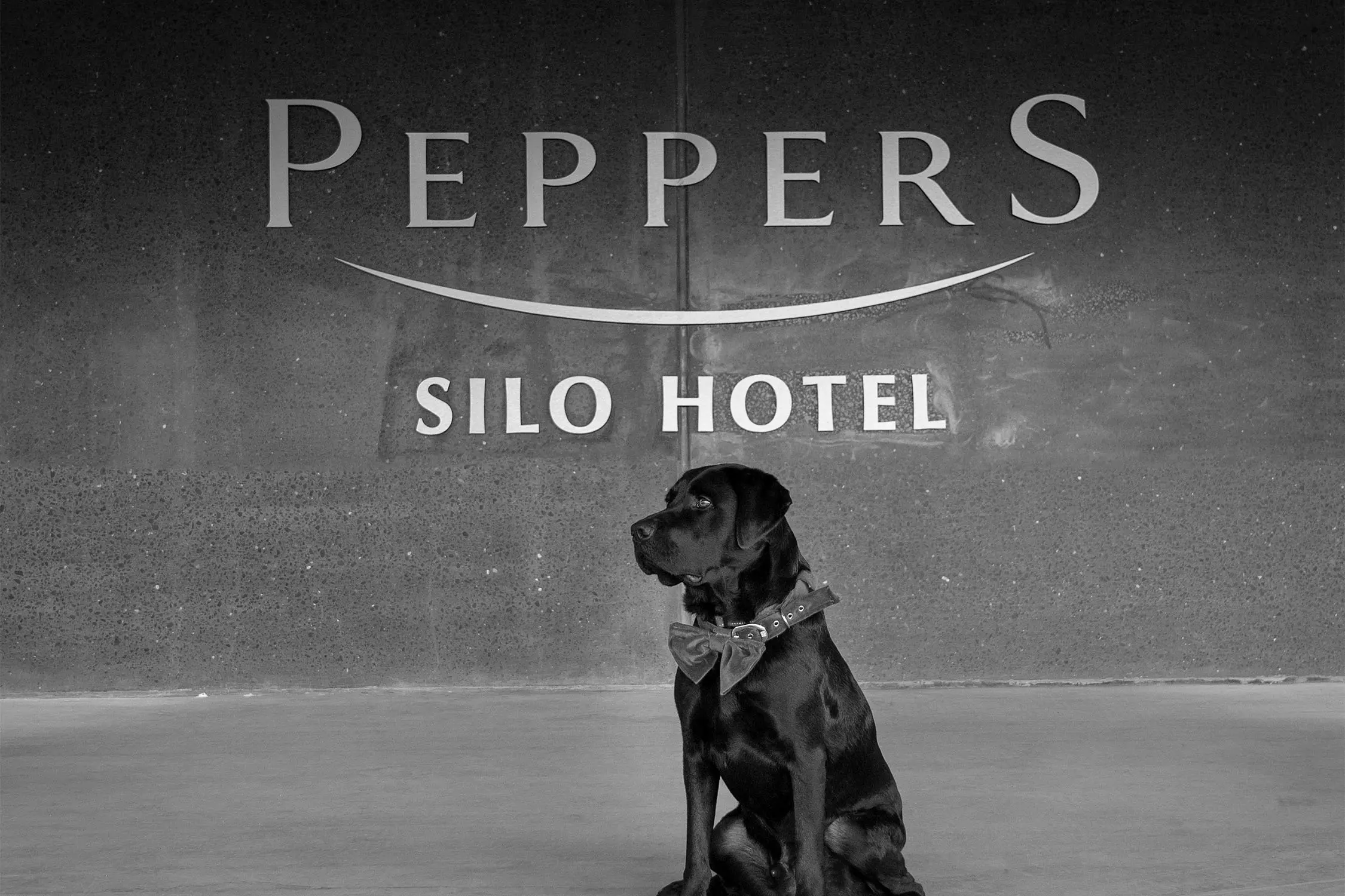 Black and white image of a black labrador wearing a bow, sitting calmly in front of a hotel lobby wall. The lettering on the wall reads "Peppers Silo Hotel".