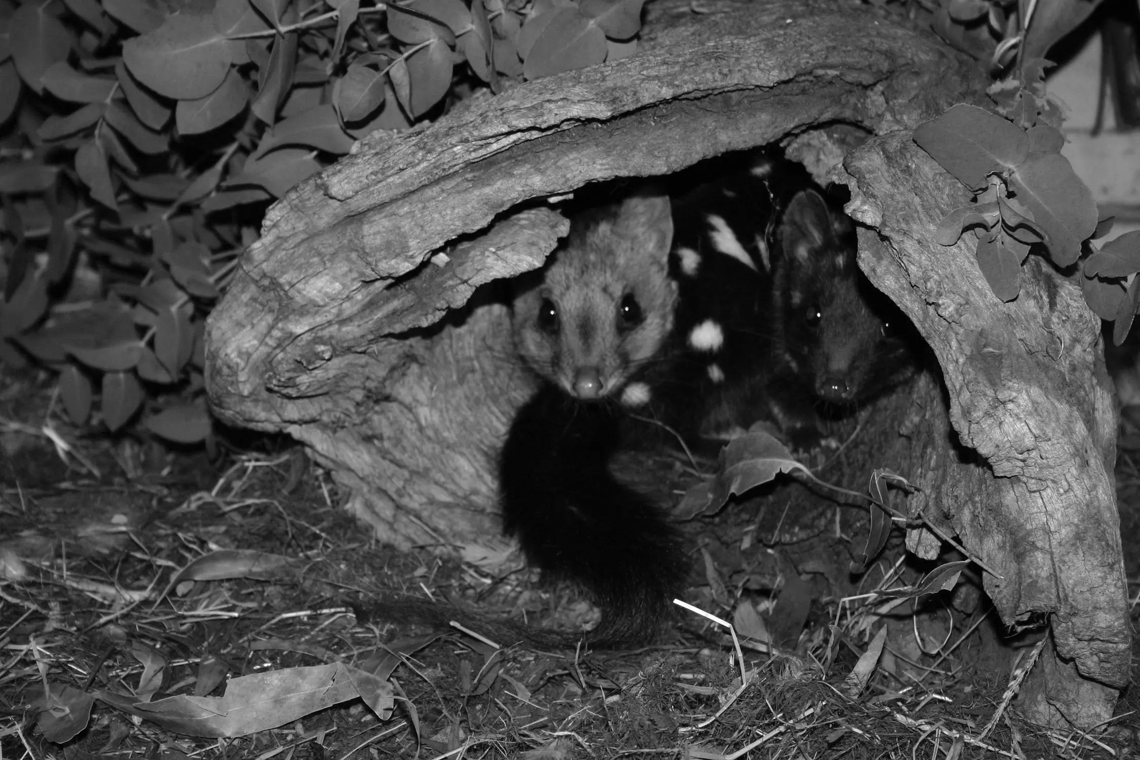 Two quolls, crouched inside a hollowed-out fallen log, peek out at the camera.