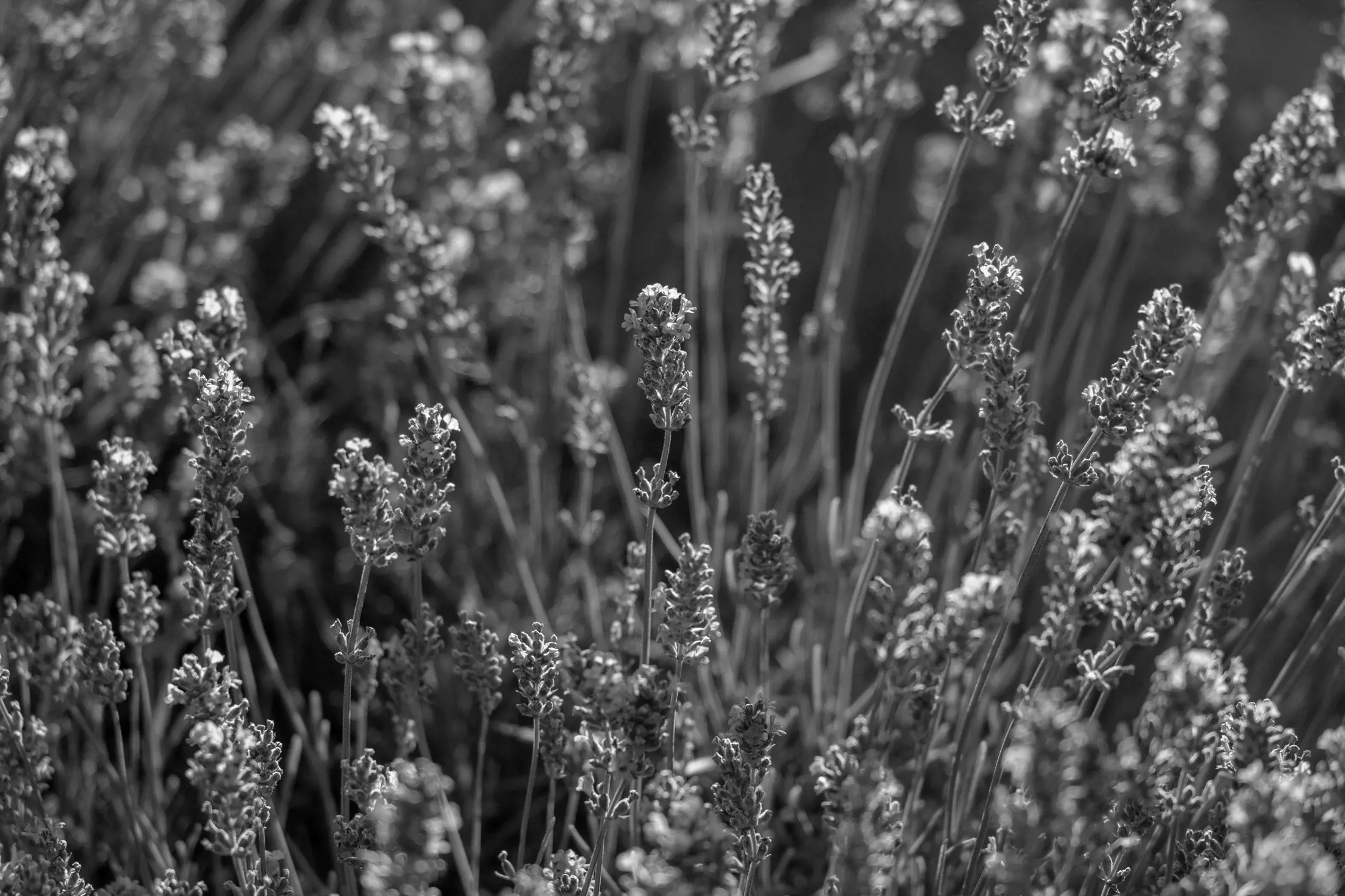 A close-up view of a dense cluster of lavender plants in full bloom. The slender stems rise vertically, topped with tight, small flowers that create a textured pattern. The background fades softly, emphasizing the delicate details and natural beauty of the lavender.