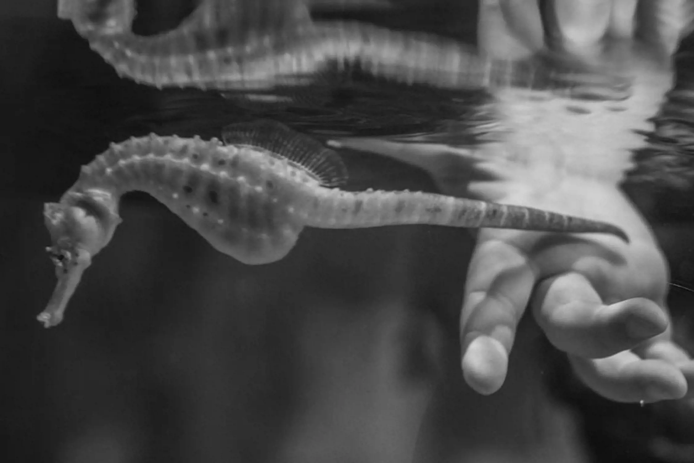 Close-up of a seahorse underwater with an outstretched human hand near the surface.