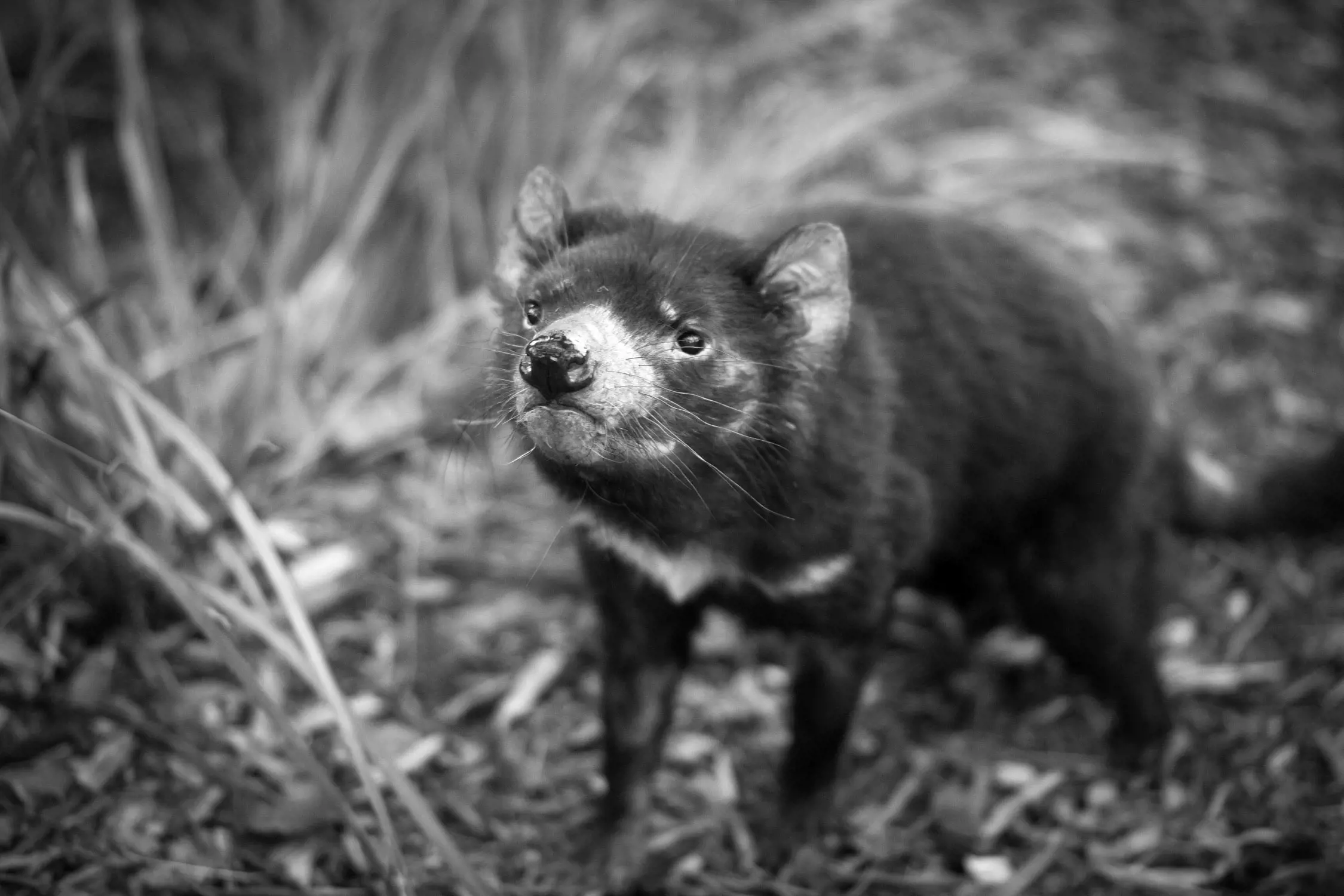 A Tasmanian devil standing on grass, looking slightly to the side with a blurred natural background.