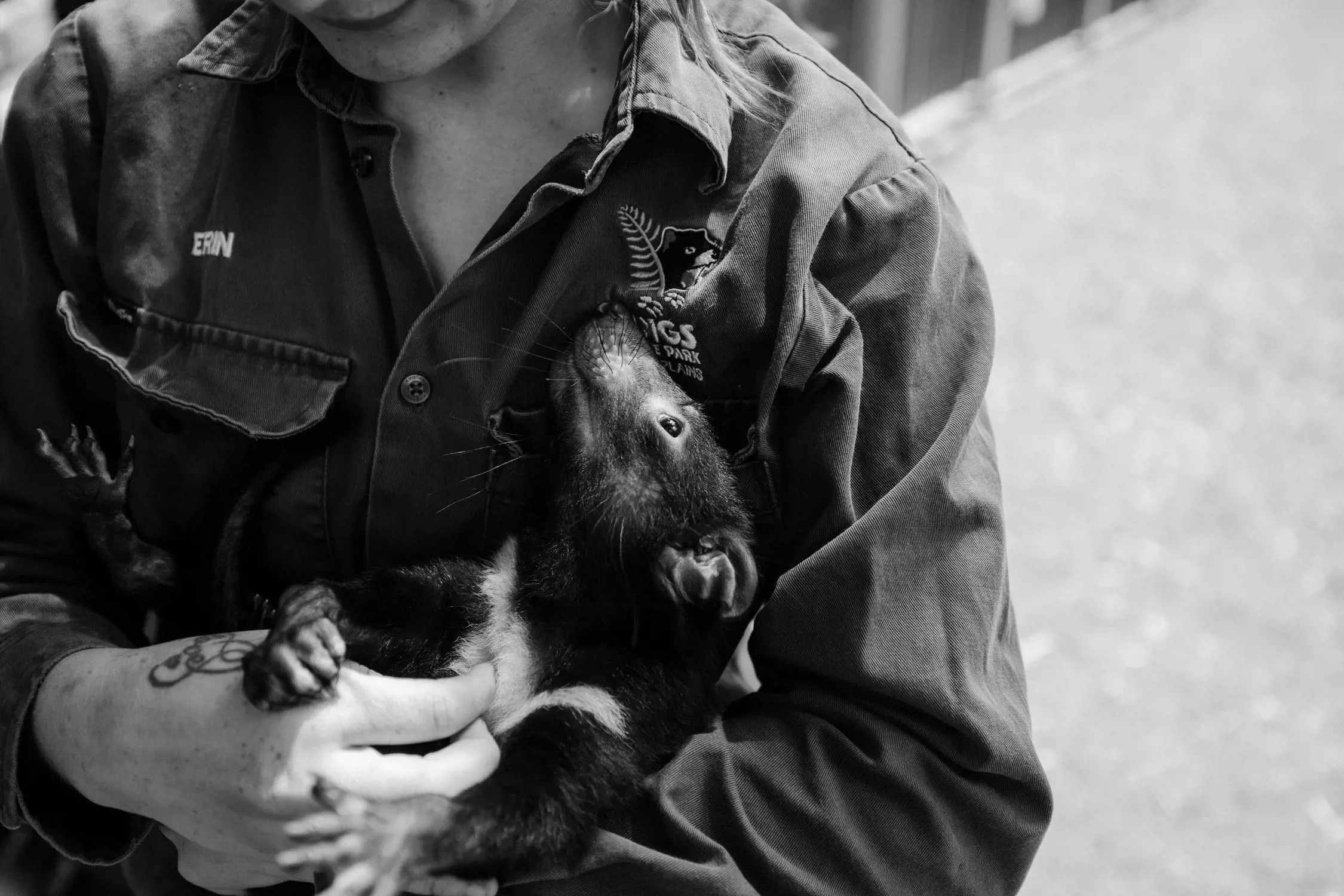 A close-up black-and-white photo of a person holding a Tasmanian devil, with the animal looking affectionately up at the person's face; the person's shirt has patches and a name tag that reads "Erin."