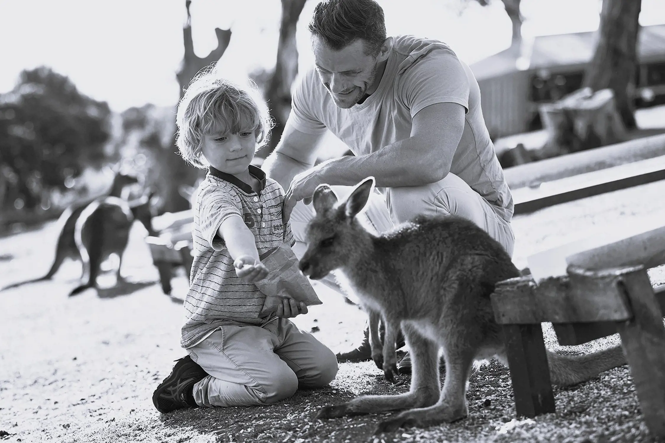 A young child kneeling on the ground feeding a kangaroo, accompanied by an adult man crouching beside him, in an outdoor setting.