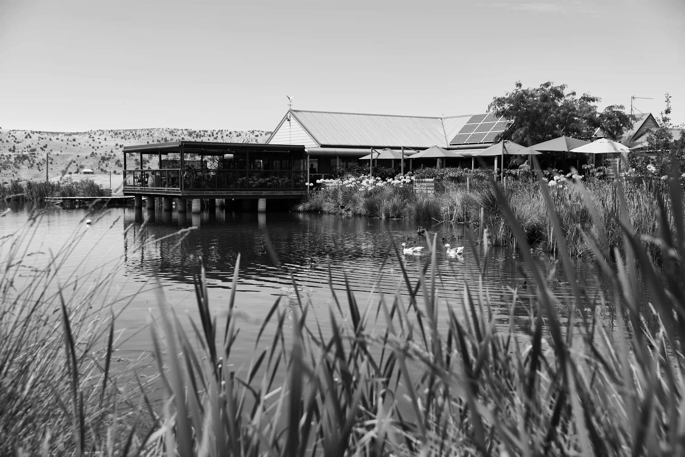 A serene outdoor scene with a building featuring solar panels, a wooden deck over water, and ducks swimming in a pond.