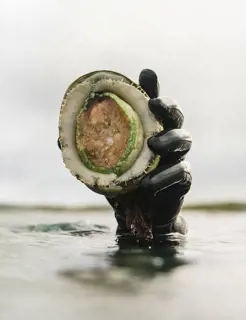 A gloved hand lifts a fresh abalone from the water.