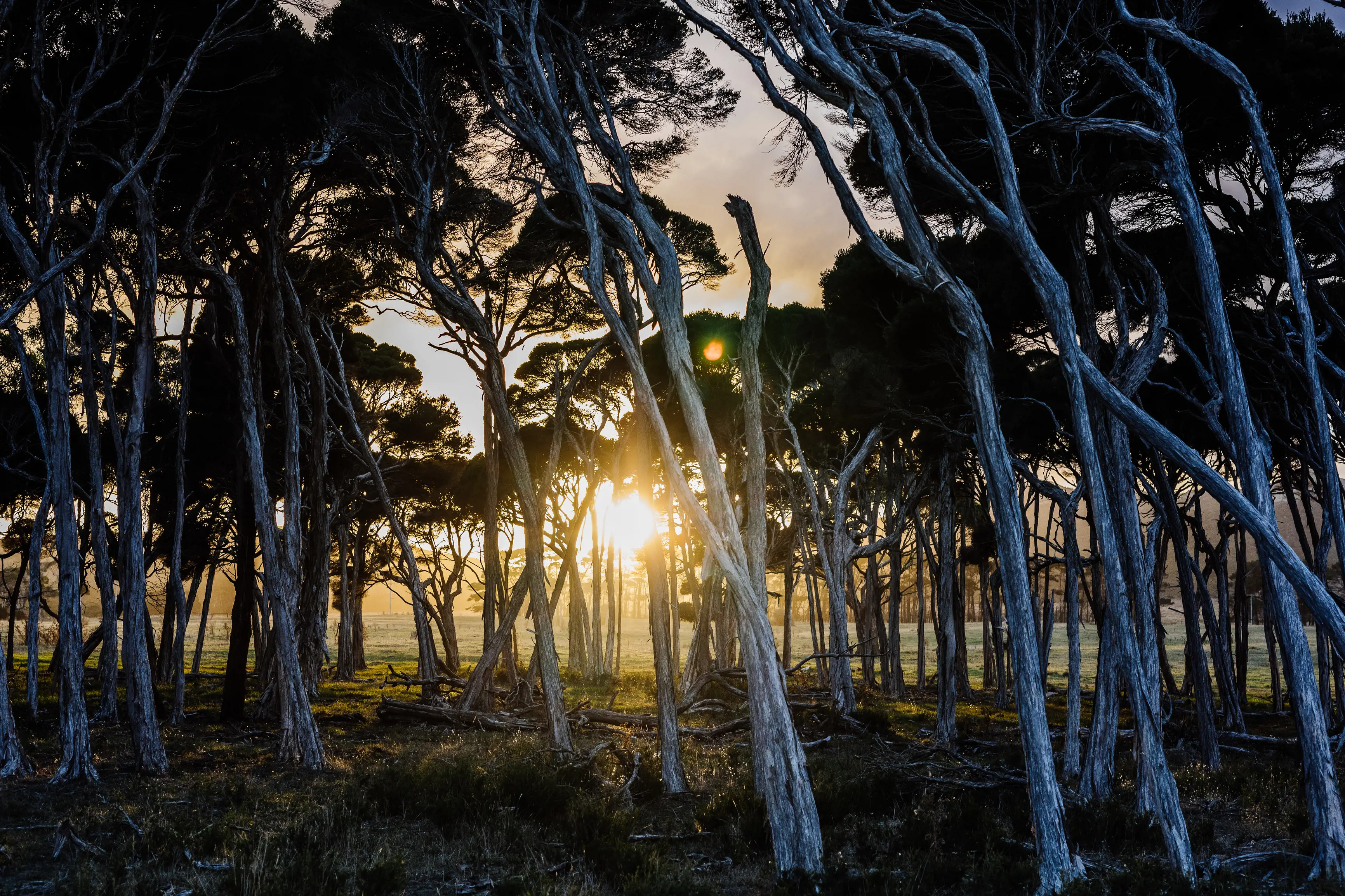 Flinders Island farmland