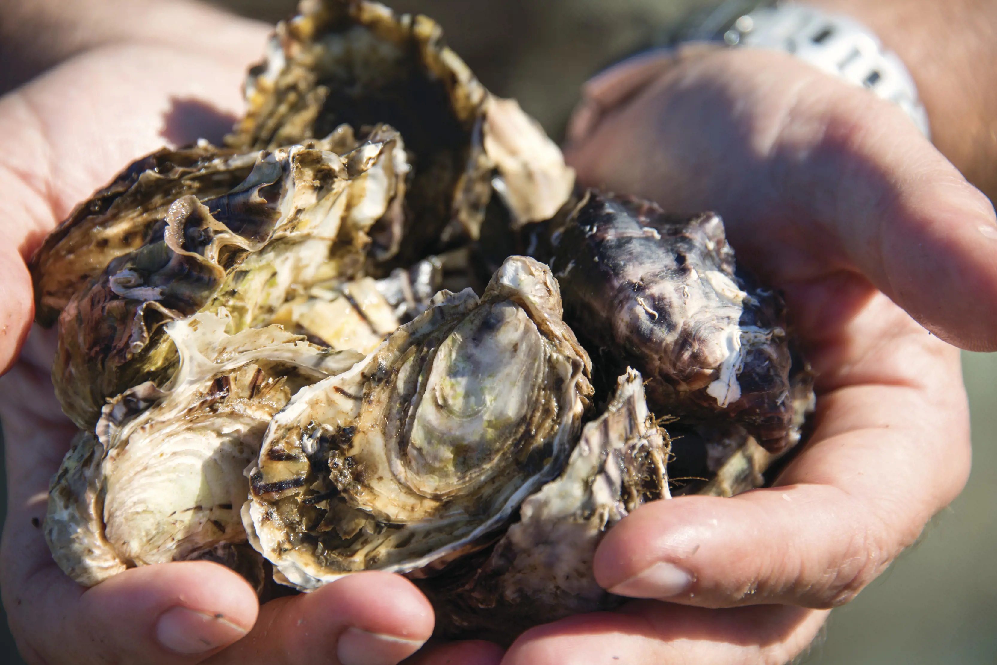 Close up of a handful of oysters, Swansea.