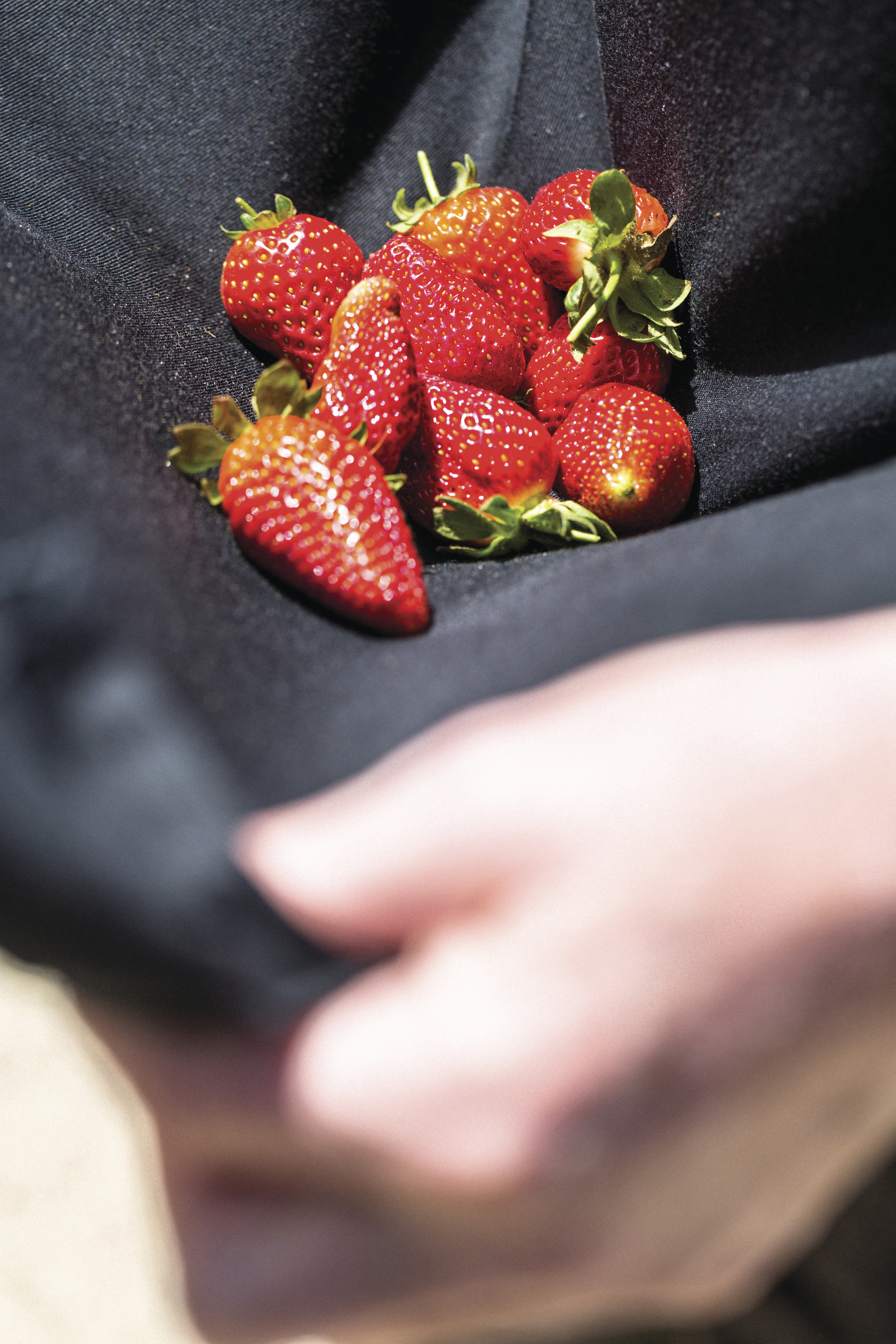 Close up of fresh strawberries, held in a cloth, at Kate's Berry Farm.