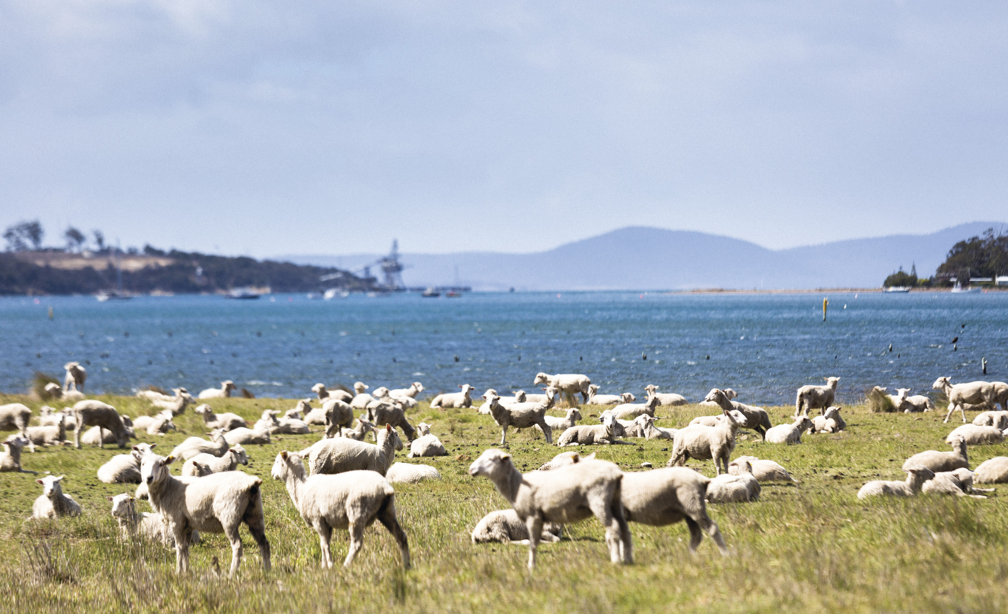 Lots of sheeps graze at Triabunna, the scenic port-side town.
