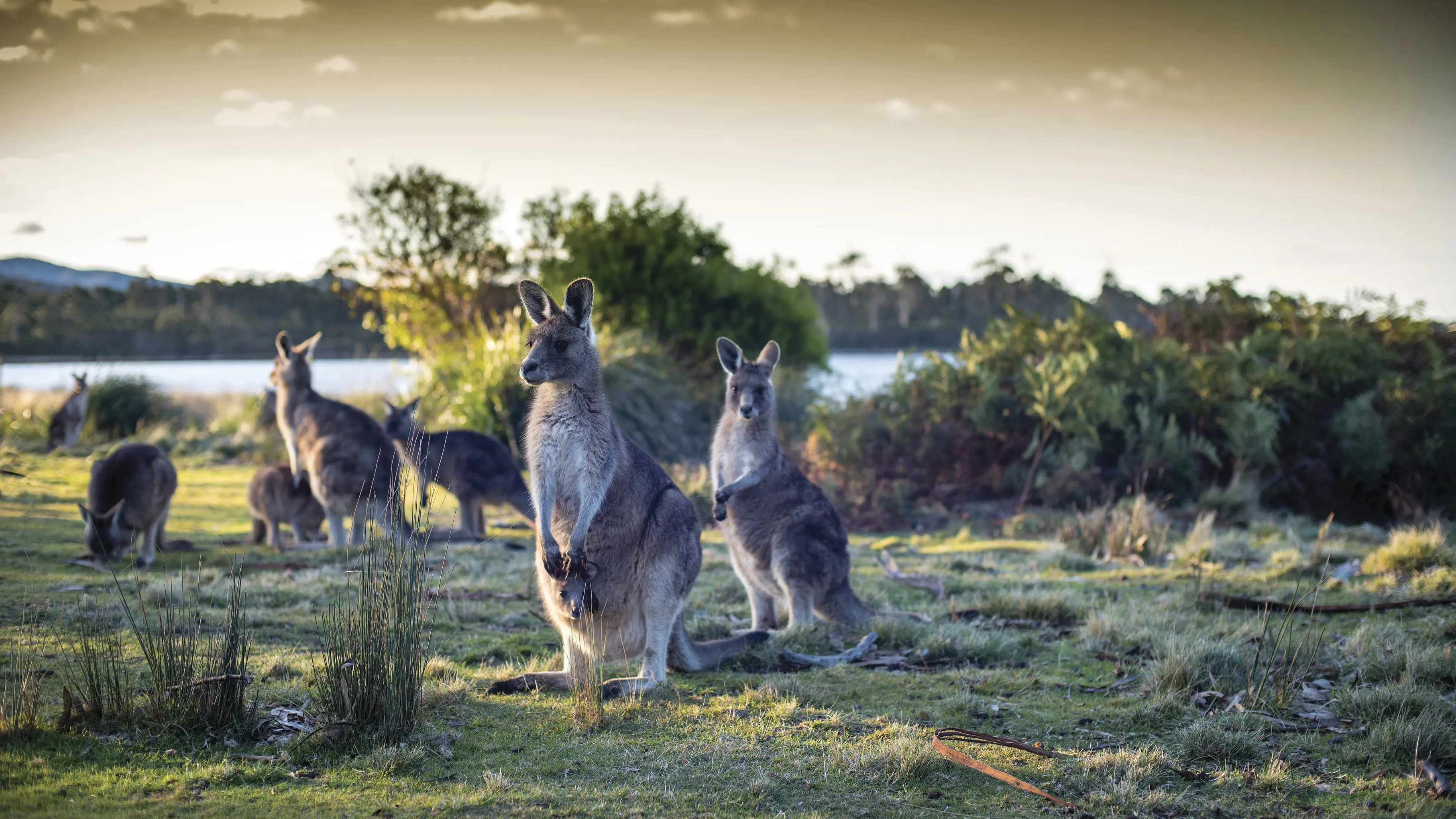 Kangaroos standing in a grassy field in the East Coast Natureworld at Tasman Highway, Bicheno.