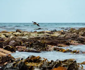 A bird flies low over the rocks at Scamander Beach.