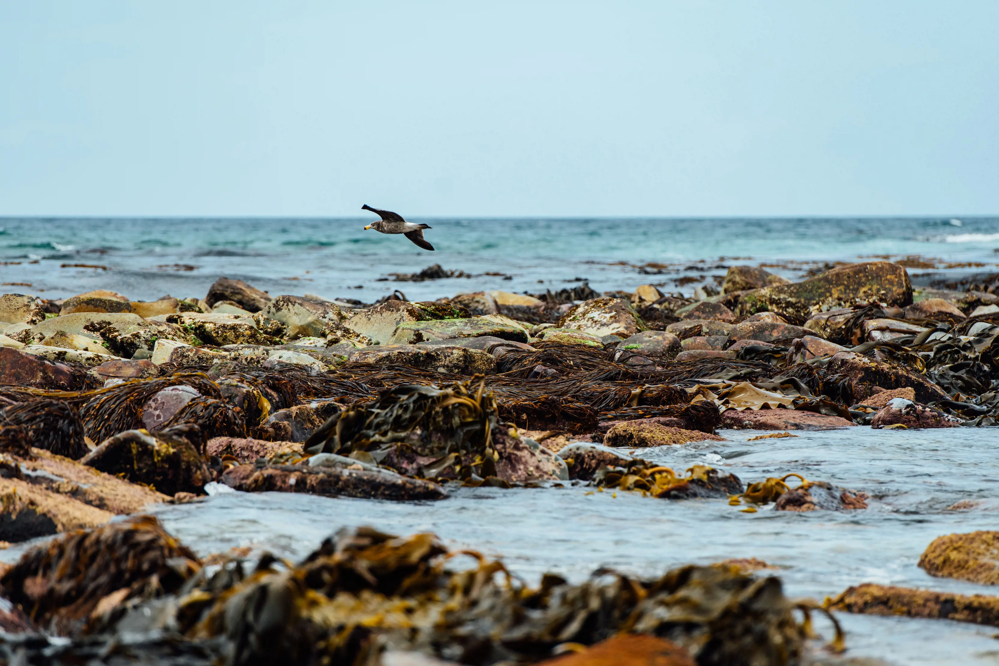 A bird flies low over the rocks at Scamander Beach.