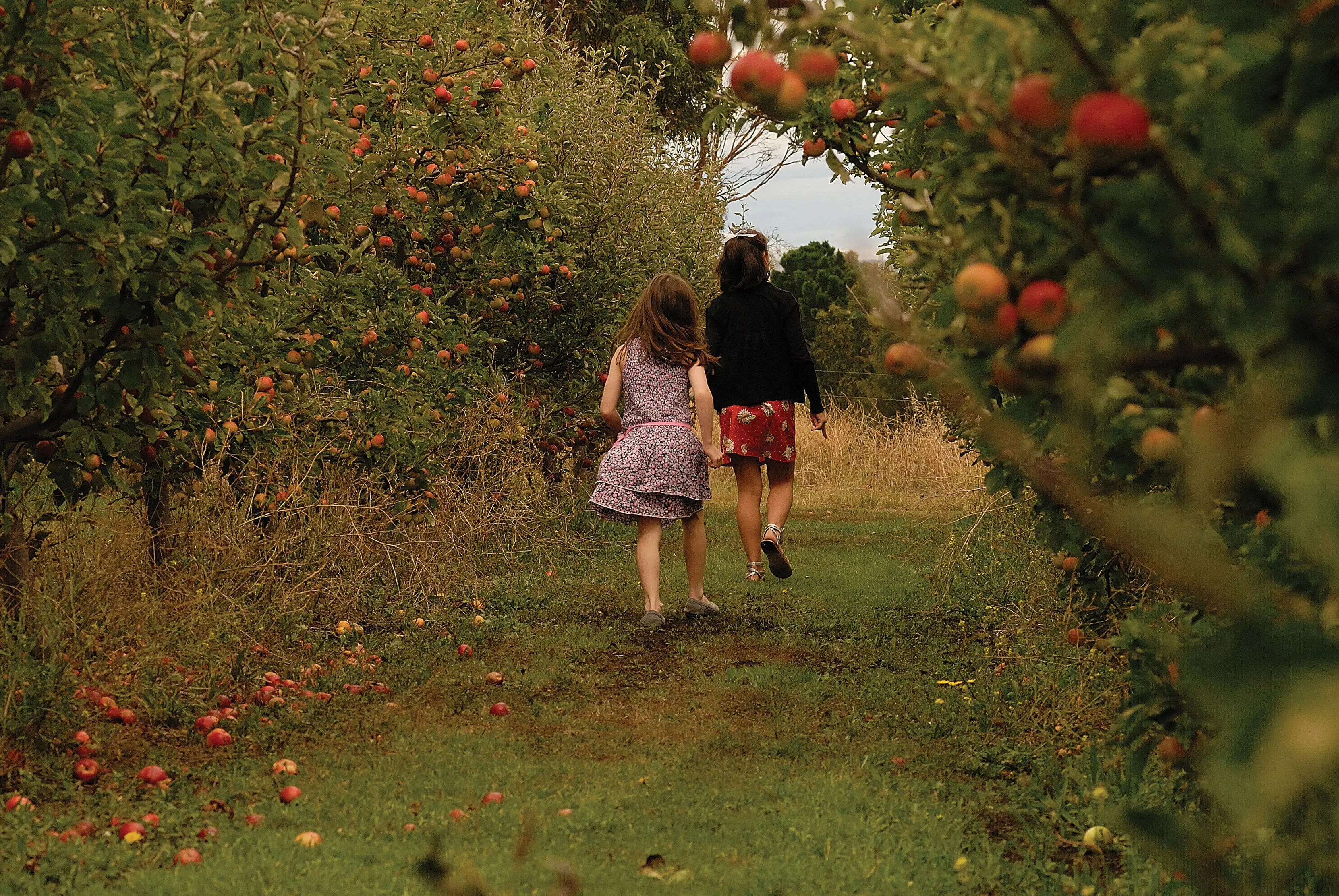 Two children skip between the fruit trees at Sorell Fruit Farm, fruit is all over the trees and fallen to the floow around them.