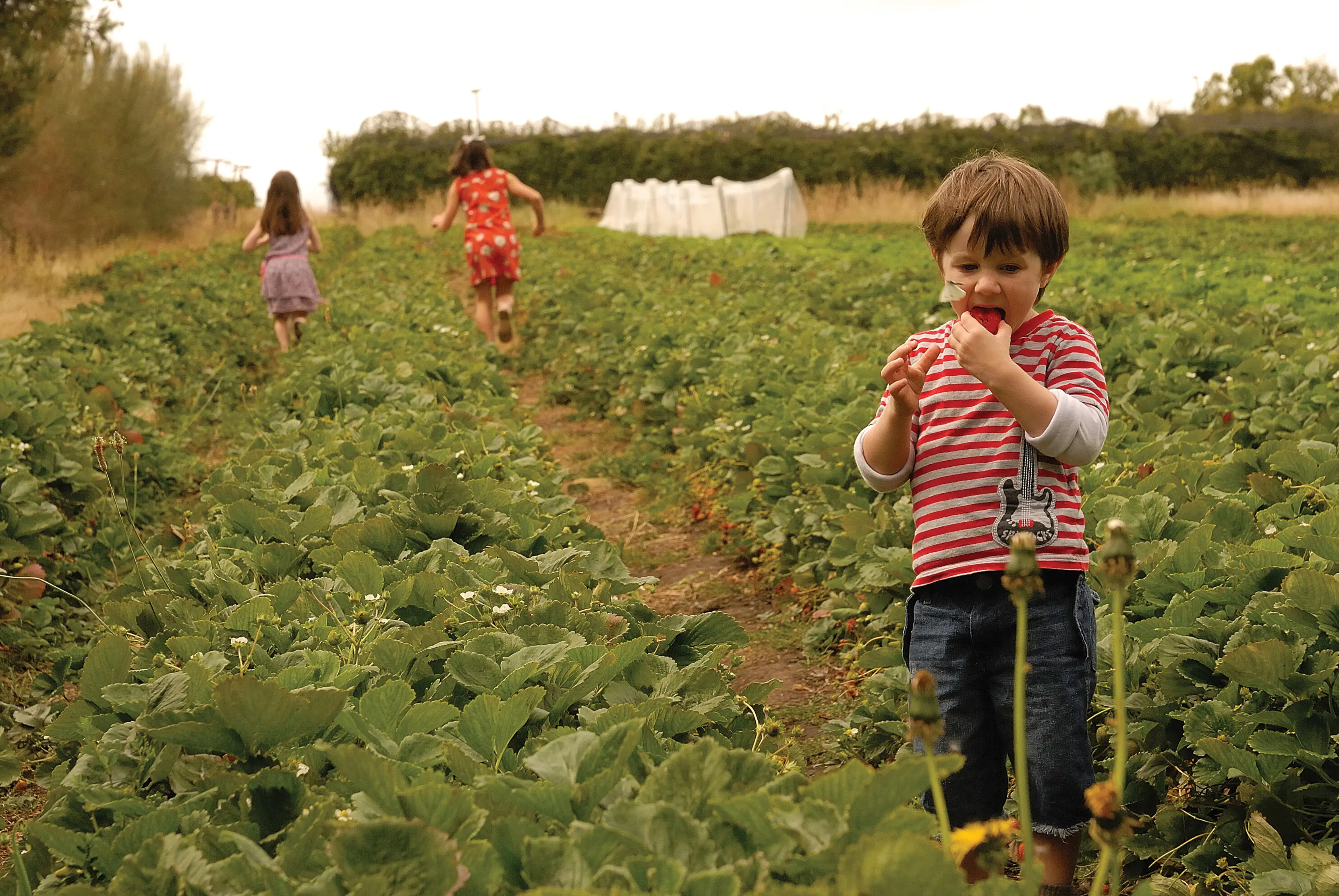 A small boy eats freshly picked fruit in the foreground, two young girls skip amongst the plants in the background at Sorell Fruit Farm.