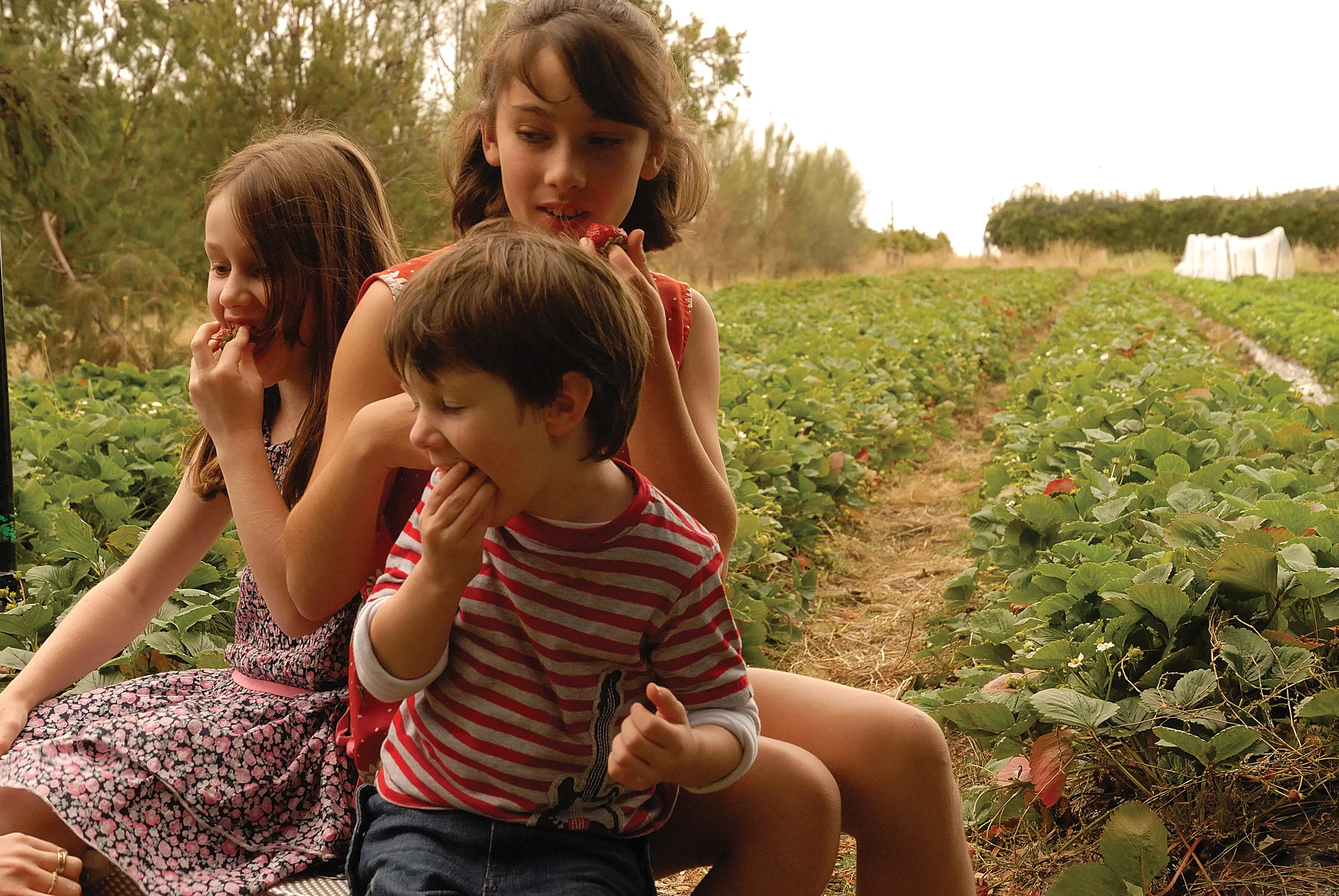 Three happy children eating fresh strawberries in the foreground, farmland in the backdrop at Sorell Fruit Farm.