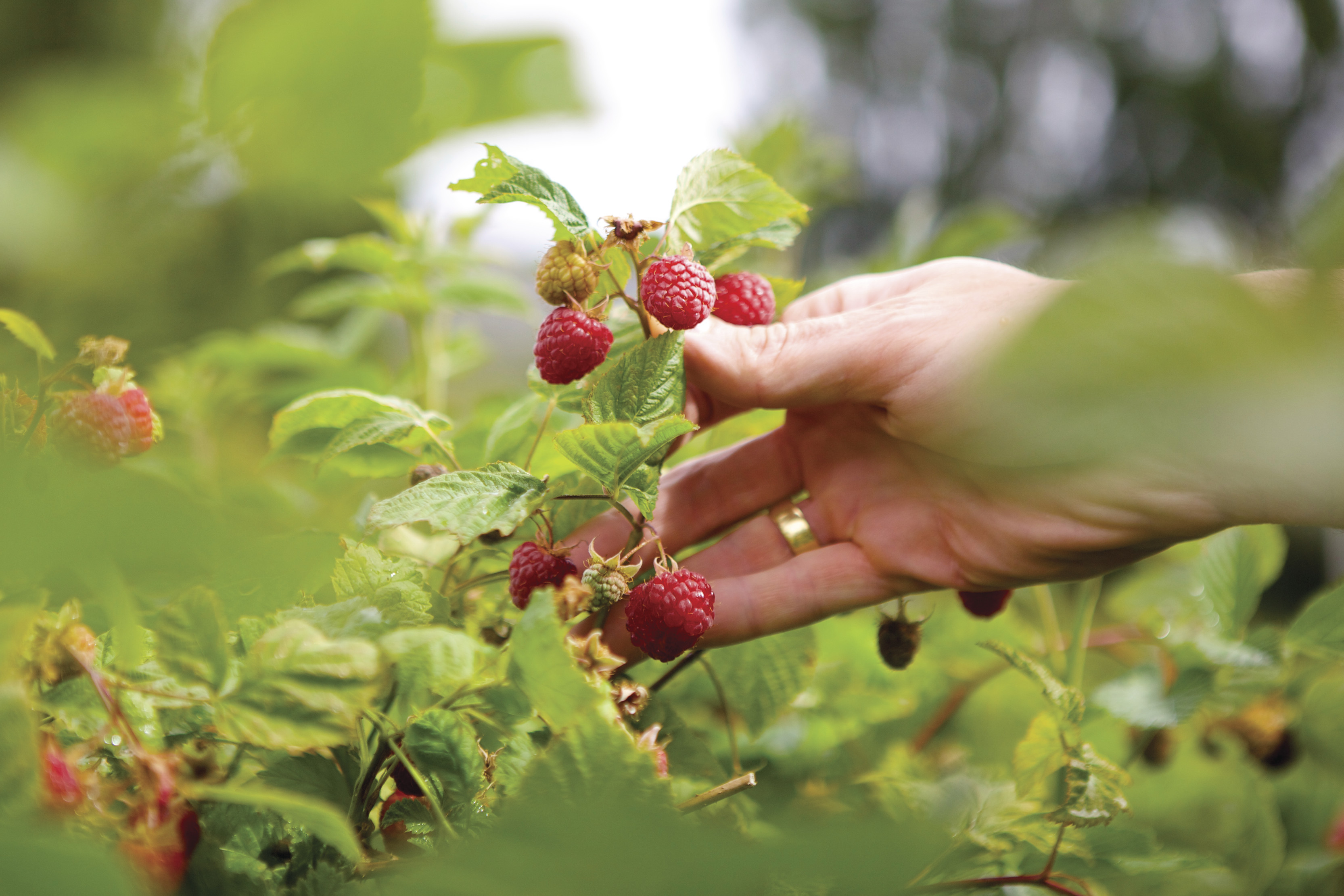 Close up of a hand picking fresh strawberries at Westerway Raspberry Farm.