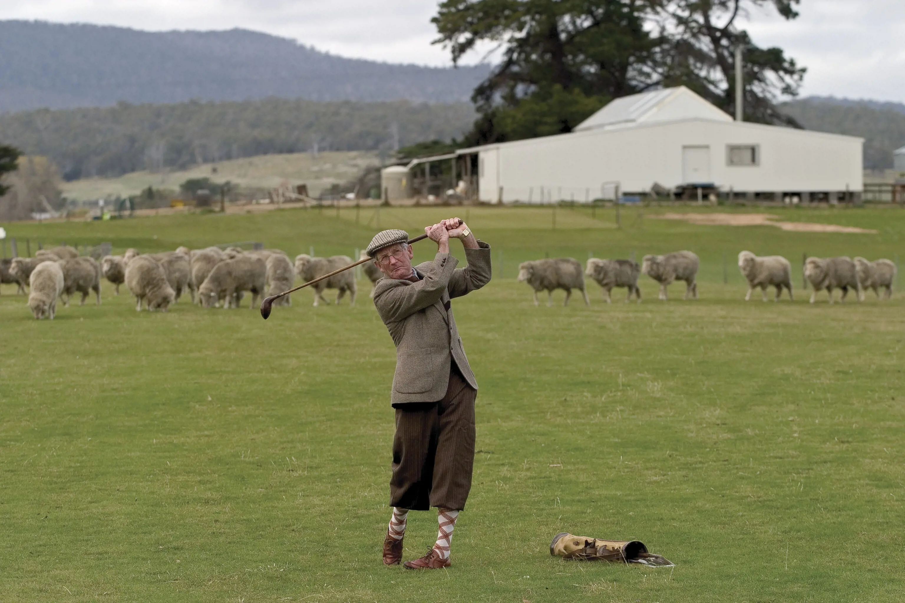 A man swings his golf club at Bothwell Golf Course, there are sheep on the course behind him.