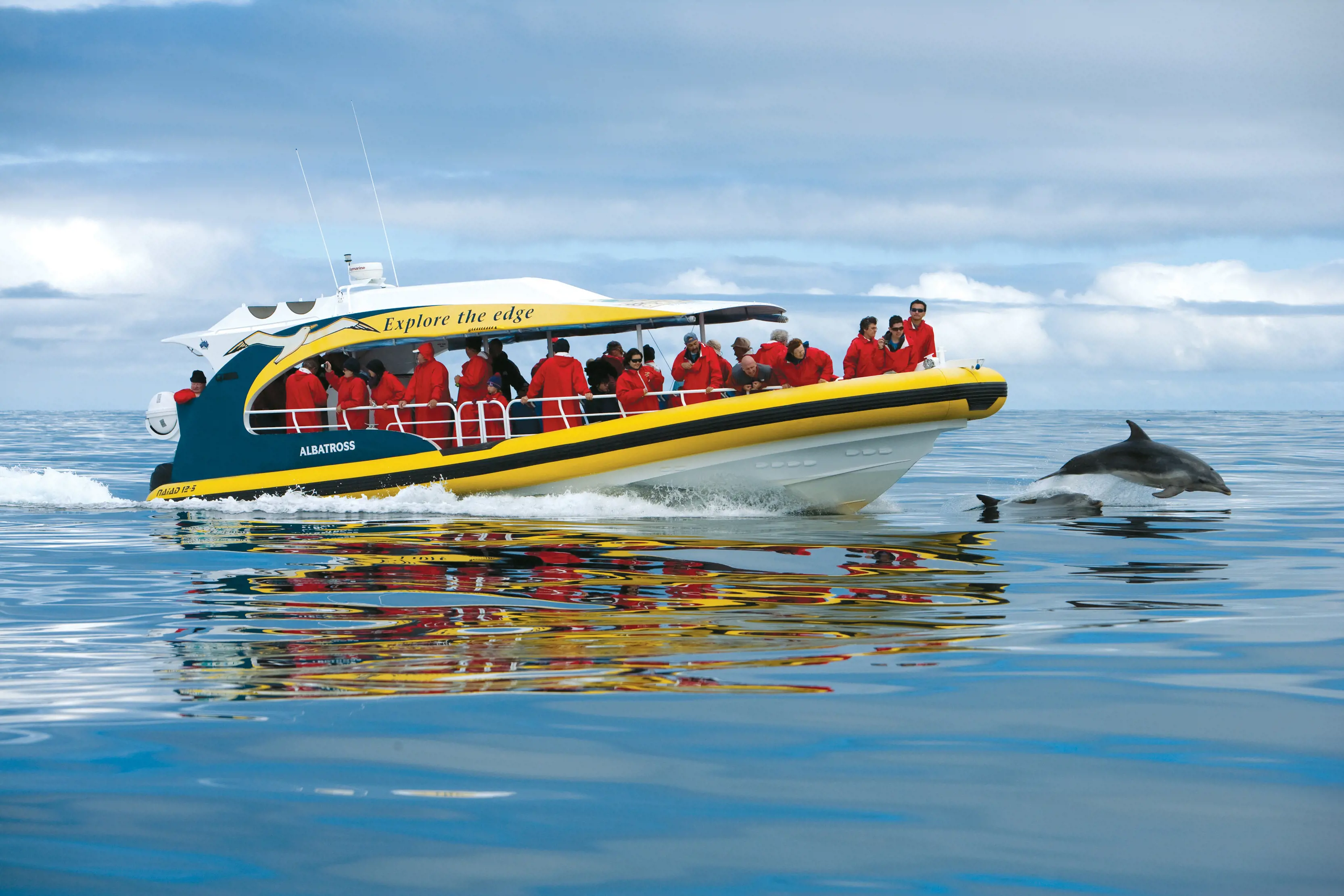 Tourists onboard a boat piloting along the ocean as a dolphin follows, leaping out of the water.